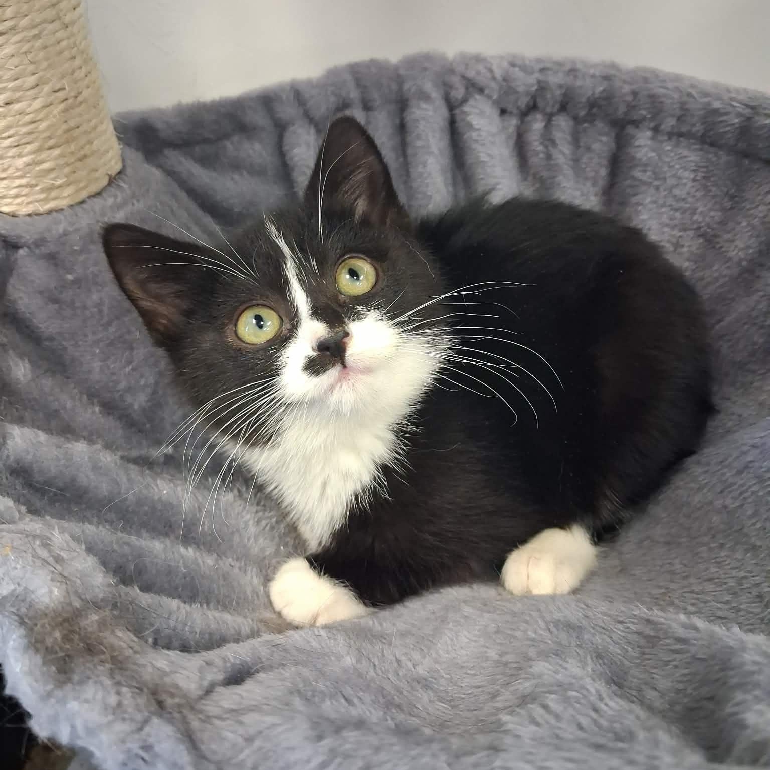 Dita, a ADOPTABLE Domestic Short Hair in Roosevelt, UT image 3/4