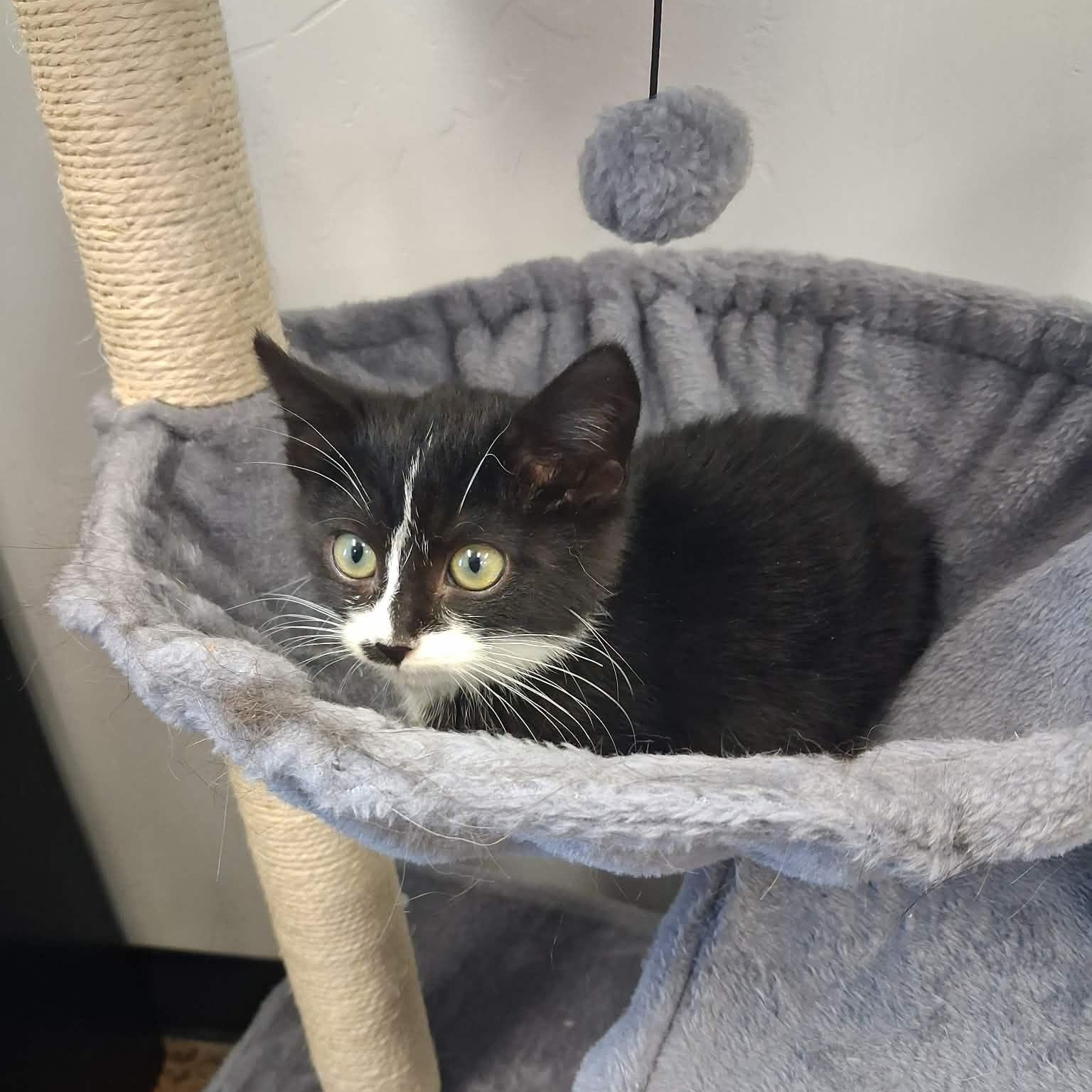 Dita, a ADOPTABLE Domestic Short Hair in Roosevelt, UT image 4/4