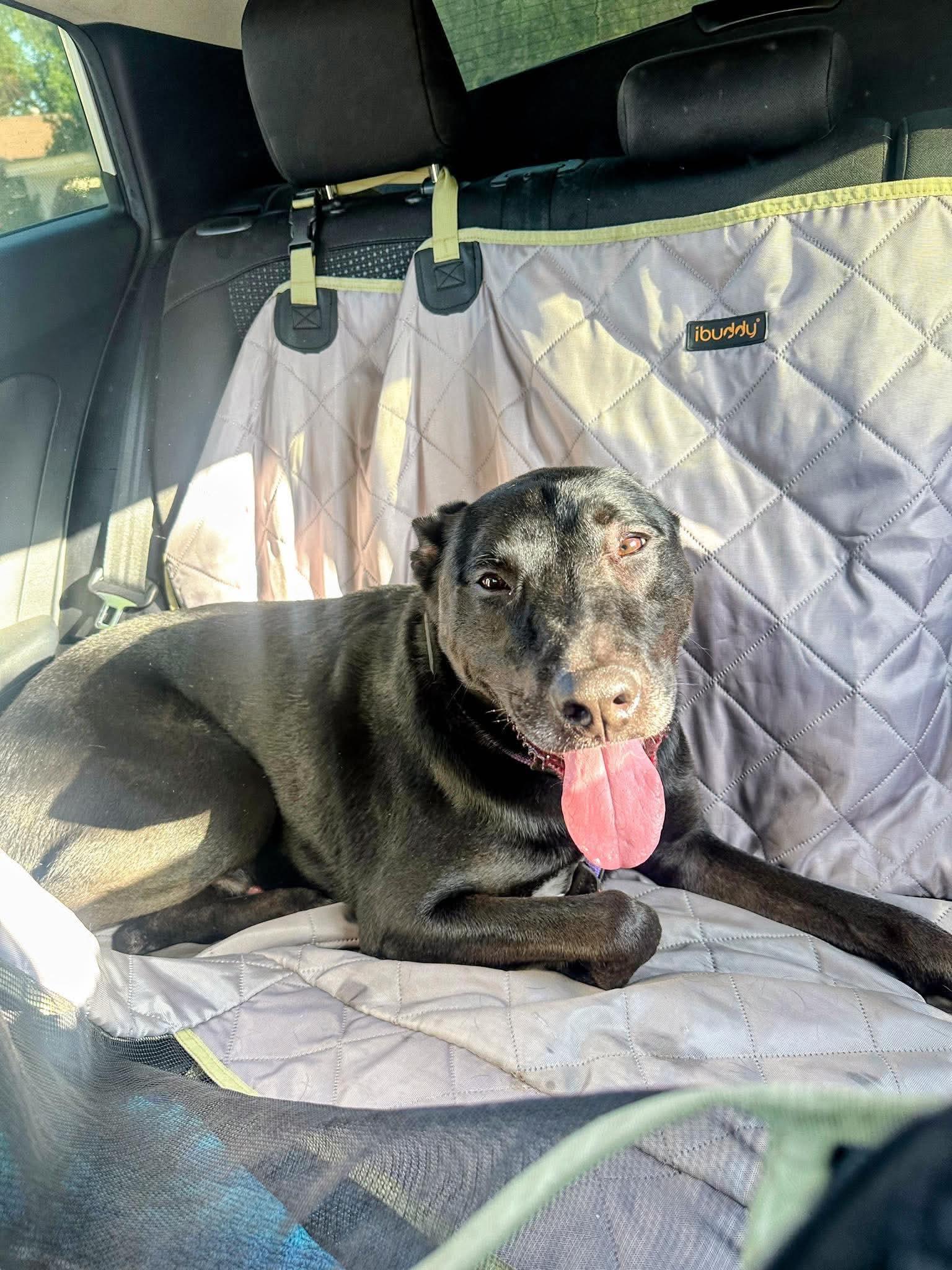 Enlarge Jack, a Adoptable Labrador Retriever in San Diego, CA image 1/3