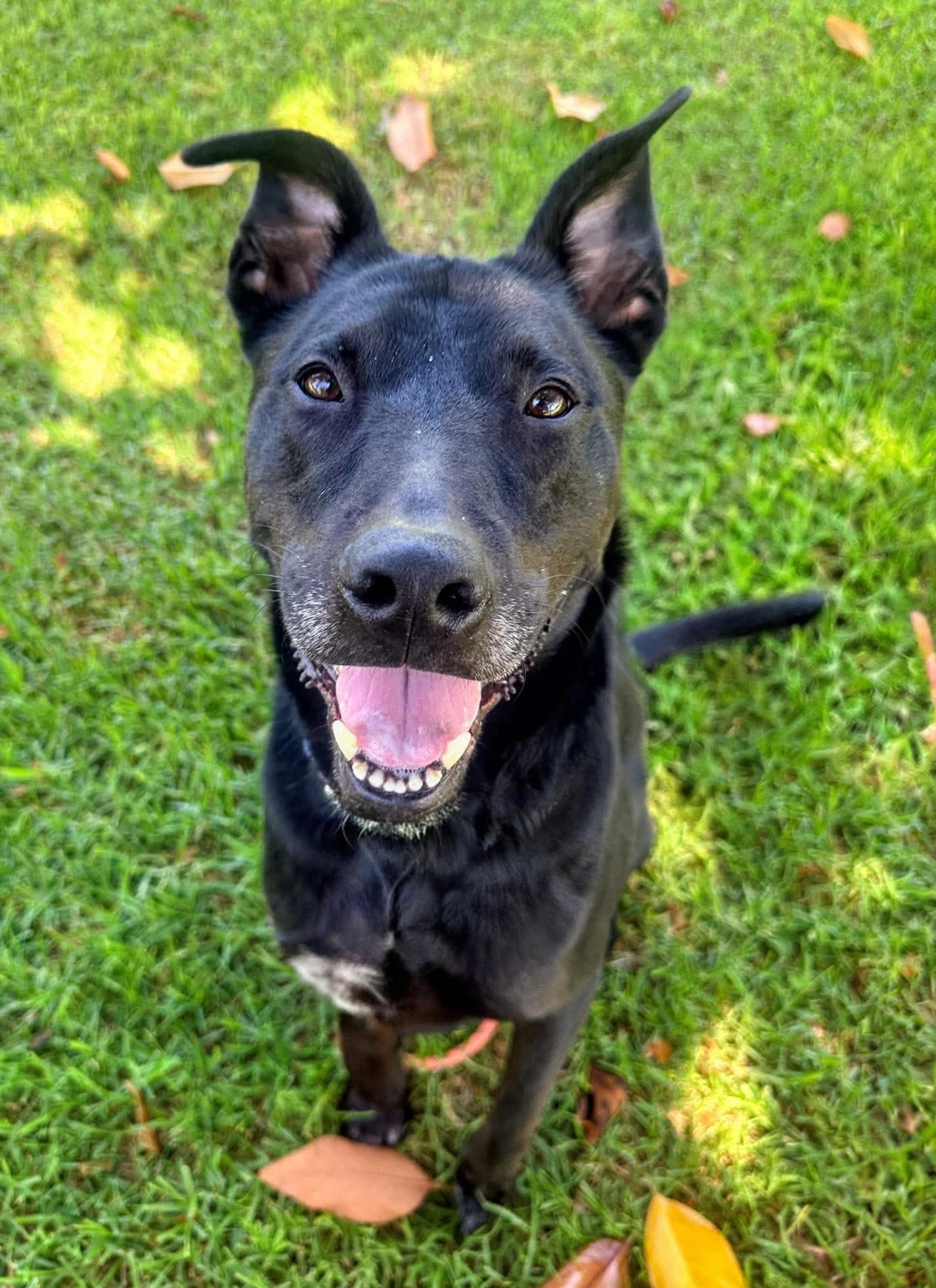 Enlarge Jack, a Adoptable Labrador Retriever in San Diego, CA image 2/3