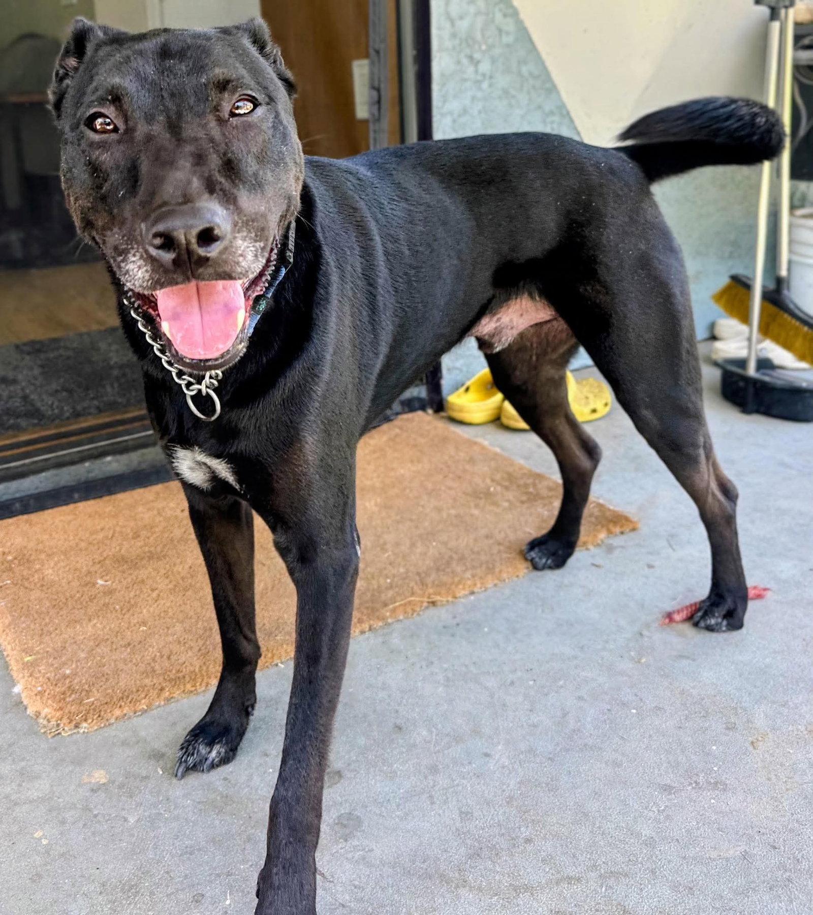 Enlarge Jack, a Adoptable Labrador Retriever in San Diego, CA image 3/3