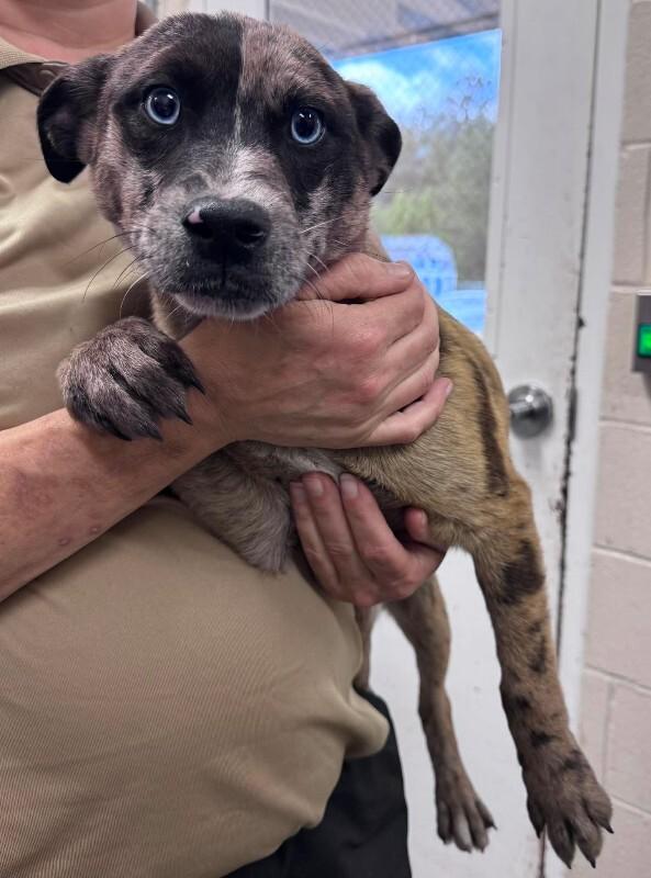 Enlarge noel, a Adoptable mixed breed in Burgaw, NC image 1/1