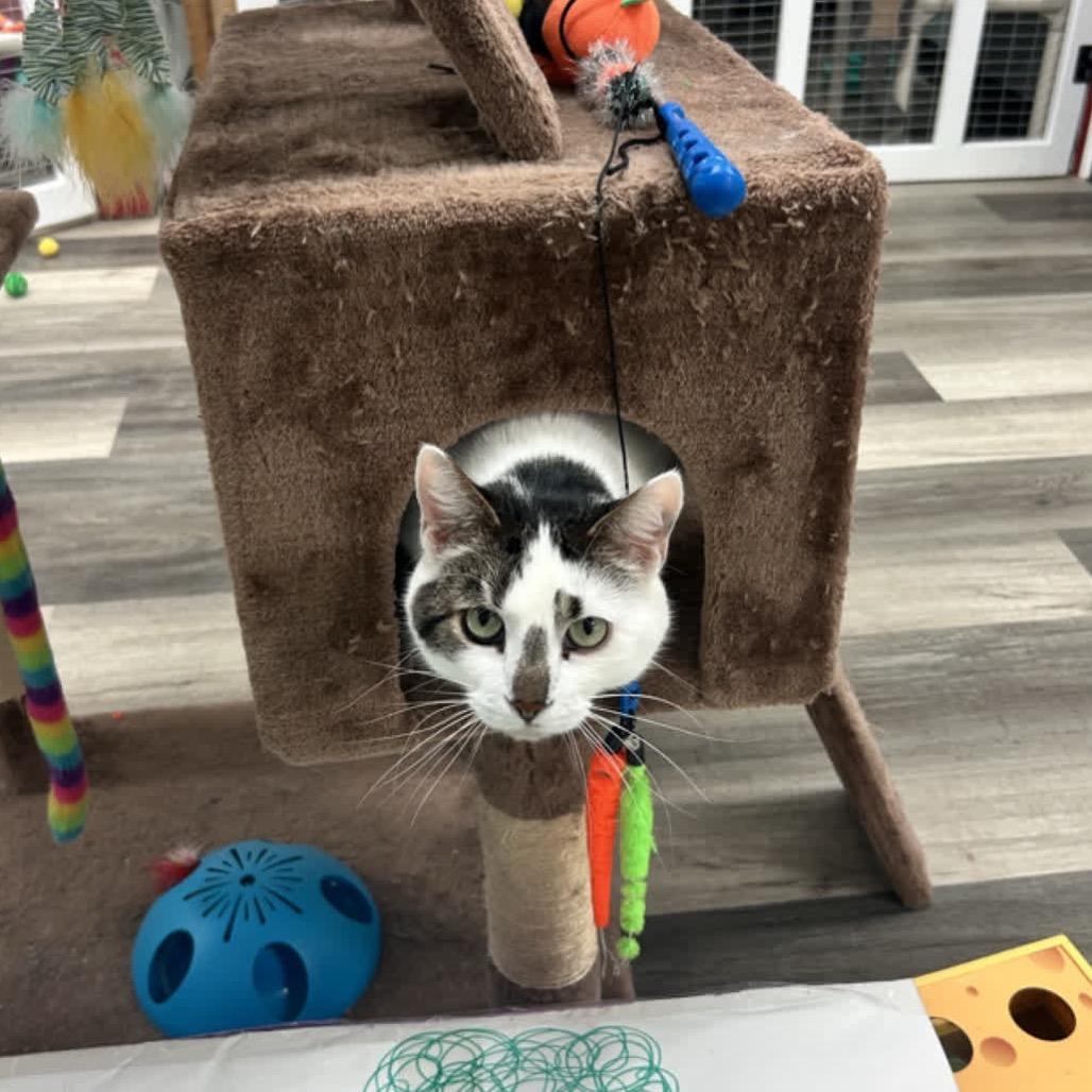 Nugget, Adoptable, Adult Male American Shorthair & American Shorthair.