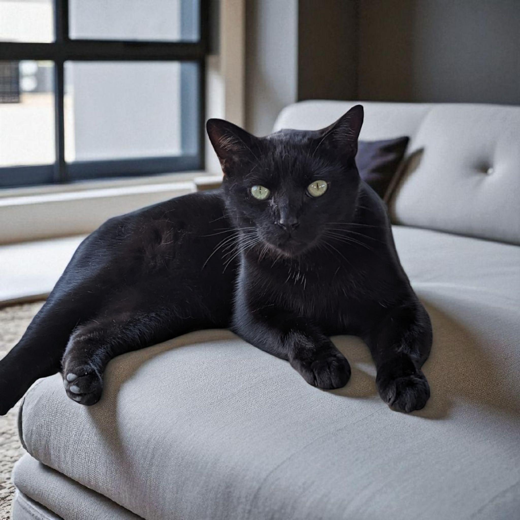 Ashton, a Adoptable Domestic Short Hair in Chuckey, TN image 2/2