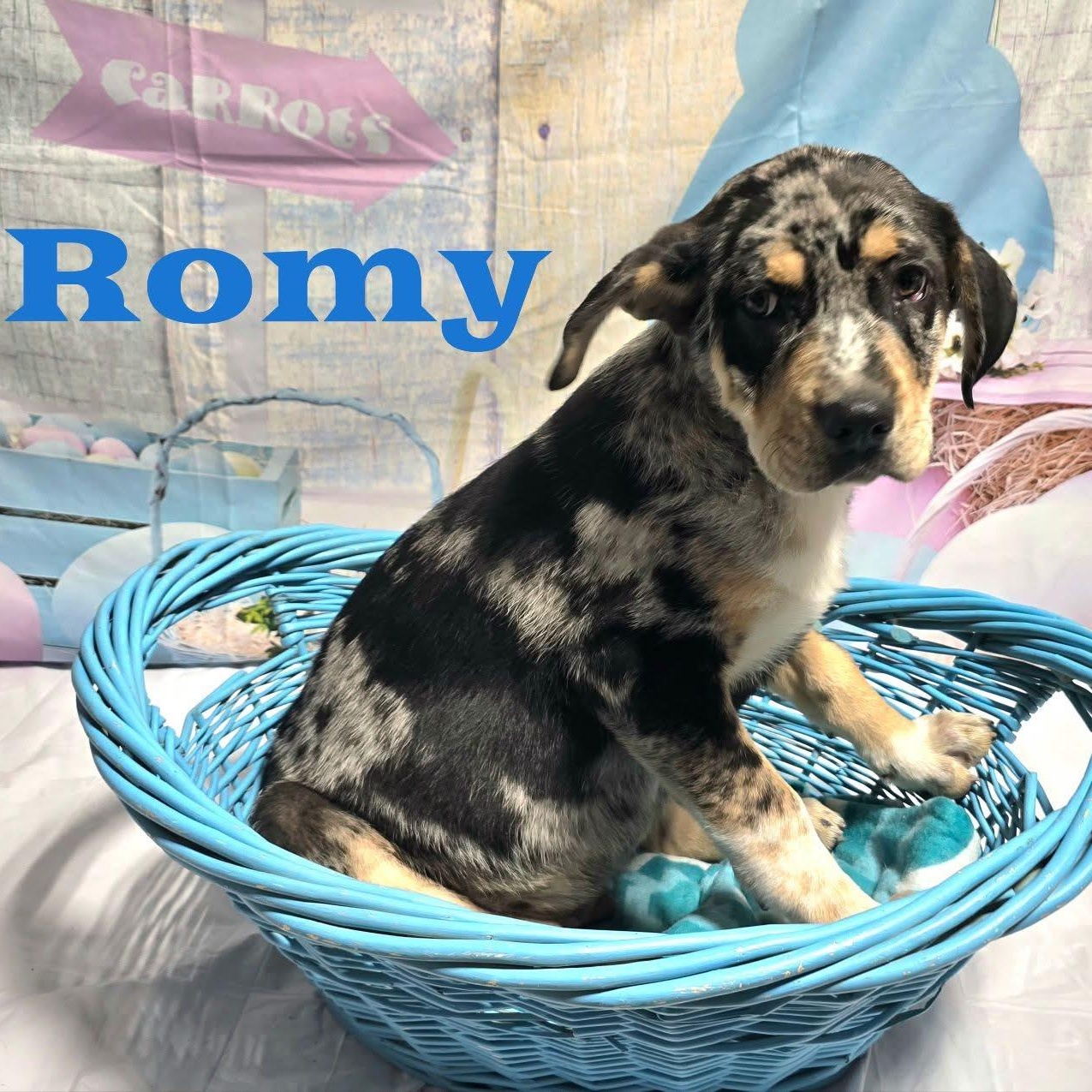 Enlarge Romy, a ADOPTABLE mixed breed in Joliet, IL image 1/1