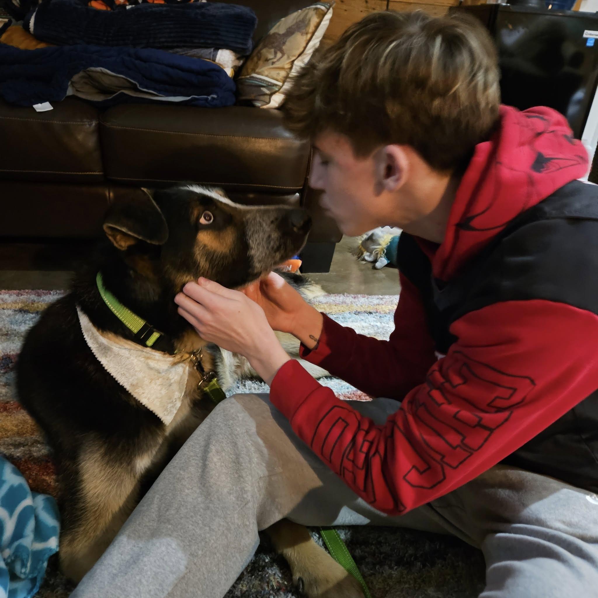 Enlarge Sebastian, a Adopted mixed breed in Bloomfield Hills, MI image 1/6