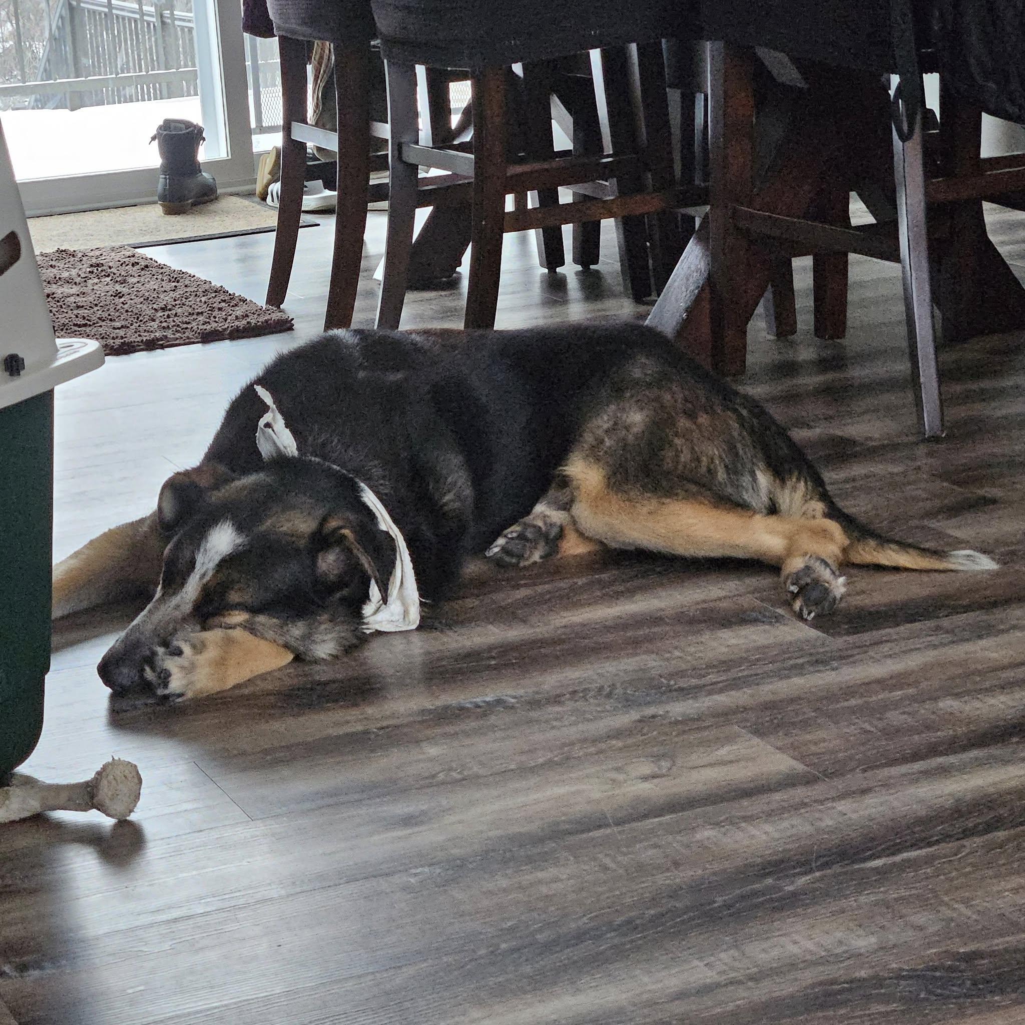 Sebastian, Adopted, Young Male Shepherd & Cattle Dog.