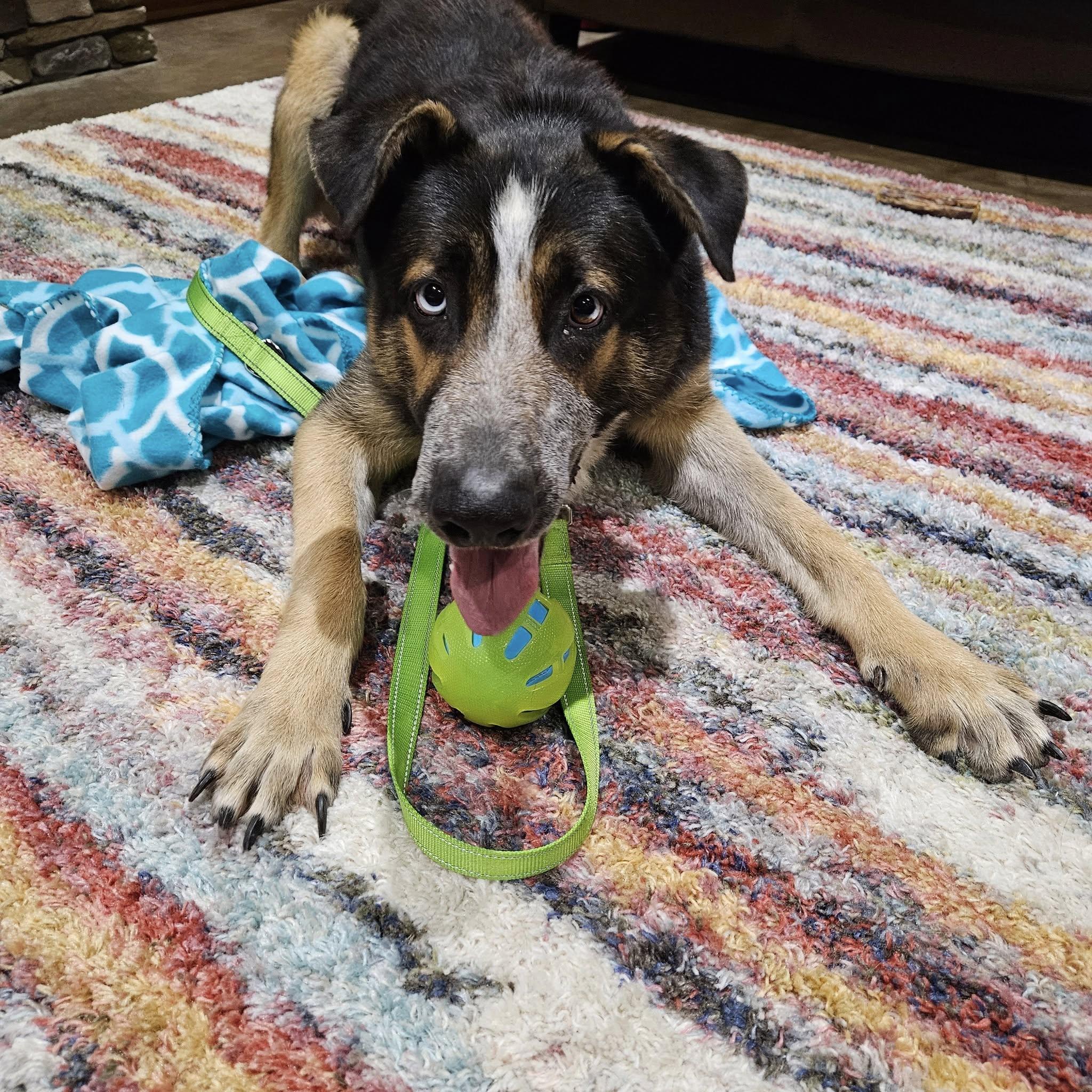 Enlarge Sebastian, a Adopted mixed breed in Bloomfield Hills, MI image 5/6