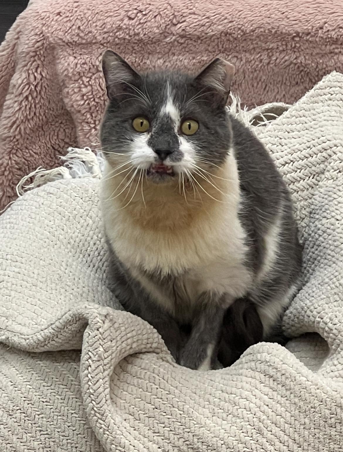 Bruno, an adopted Domestic Short Hair in Philadelphia, PA image 2/3