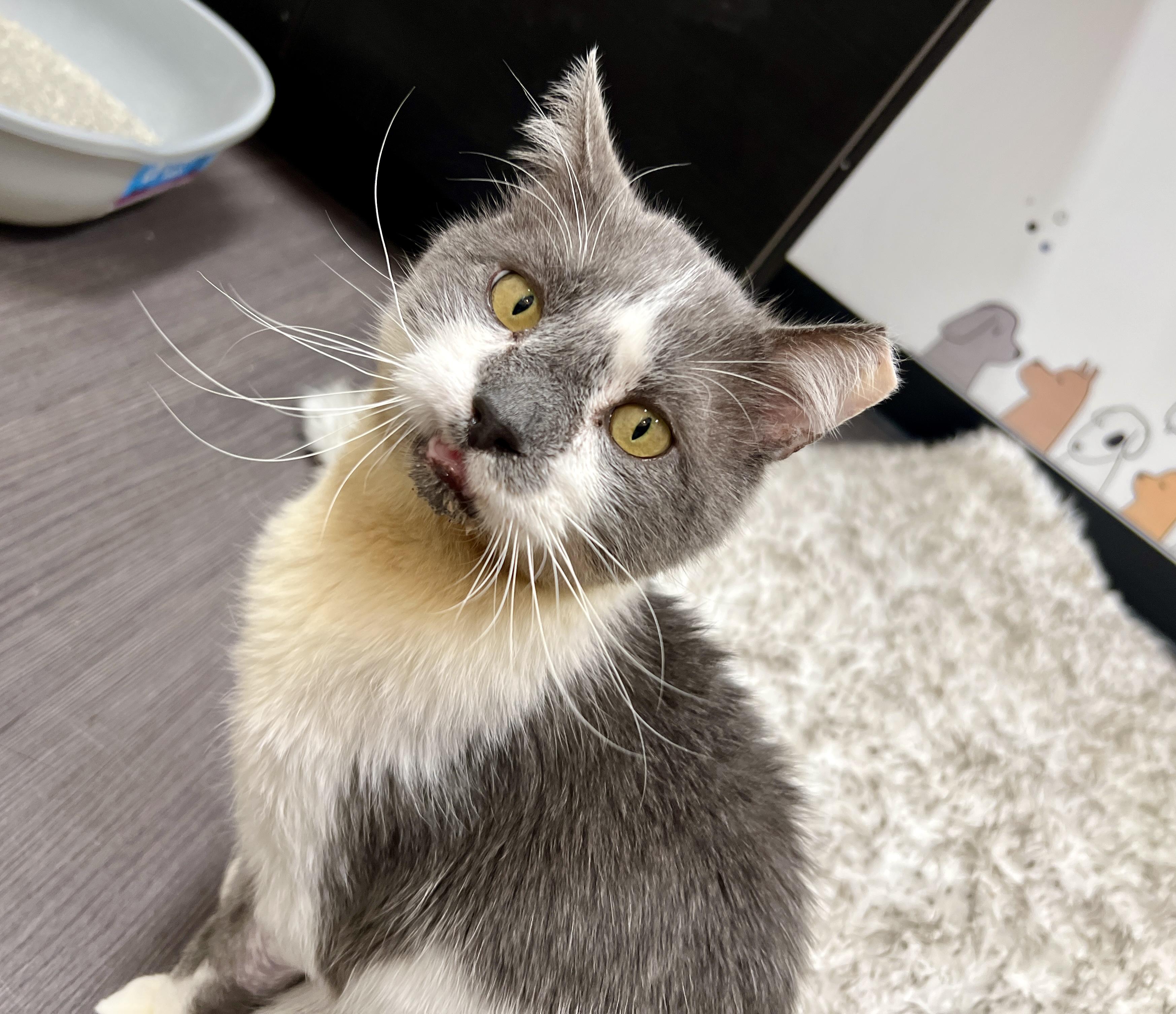 Bruno, an adopted Domestic Short Hair in Philadelphia, PA image 3/3