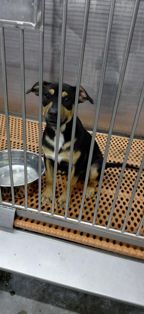 Chuck, Adoptable, Puppy Male Mixed Breed.