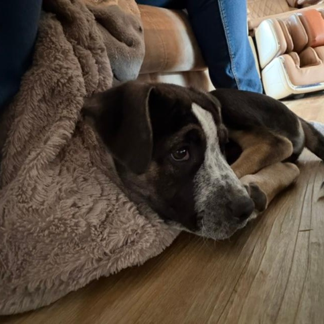 Digsby, an adopted mixed breed in Portland, OR image 5/5