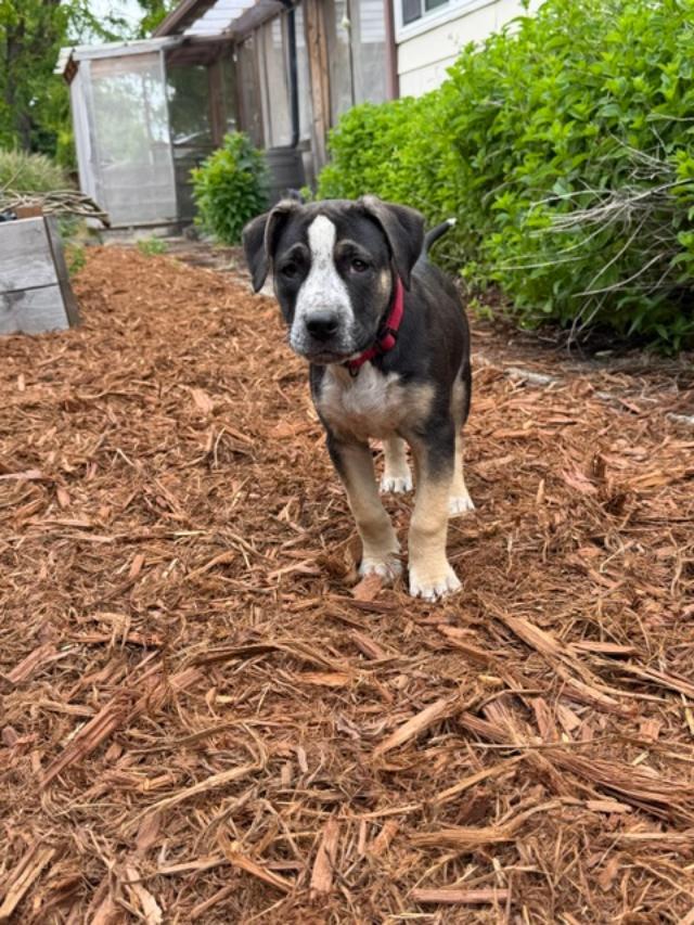 Digsby, an adopted mixed breed in Portland, OR image 4/5
