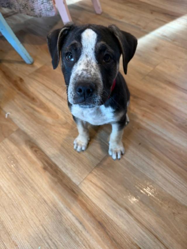 Digsby, an adopted mixed breed in Portland, OR image 3/5