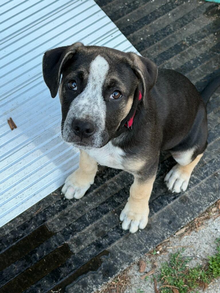 Digsby, adopted, Puppy Male Australian Cattle Dog / Blue Heeler & Rottweiler.