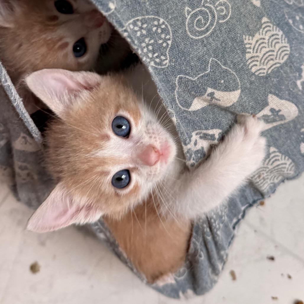Flare, Adoptable, Kitten Male Domestic Short Hair.