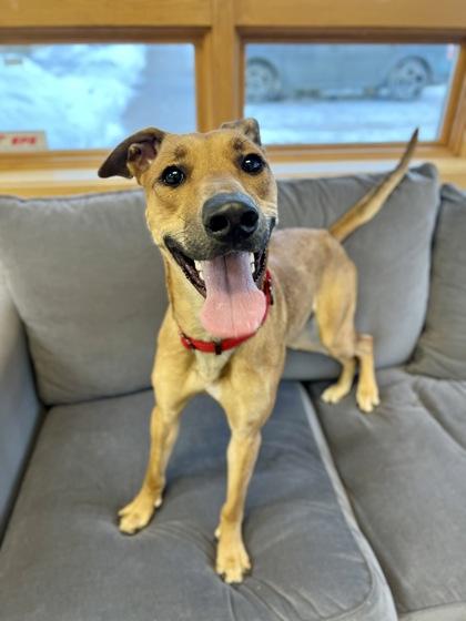 Enlarge Makwa, an adopted Mixed Breed in Traverse City, MI image 4/5