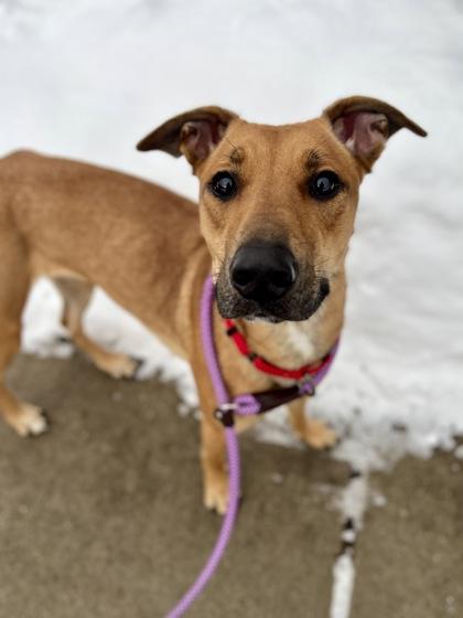 Enlarge Makwa, an adopted Mixed Breed in Traverse City, MI image 1/5