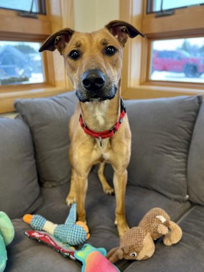 Enlarge Makwa, an adopted Mixed Breed in Traverse City, MI image 3/5