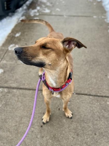 Enlarge Makwa, an adopted Mixed Breed in Traverse City, MI image 2/5