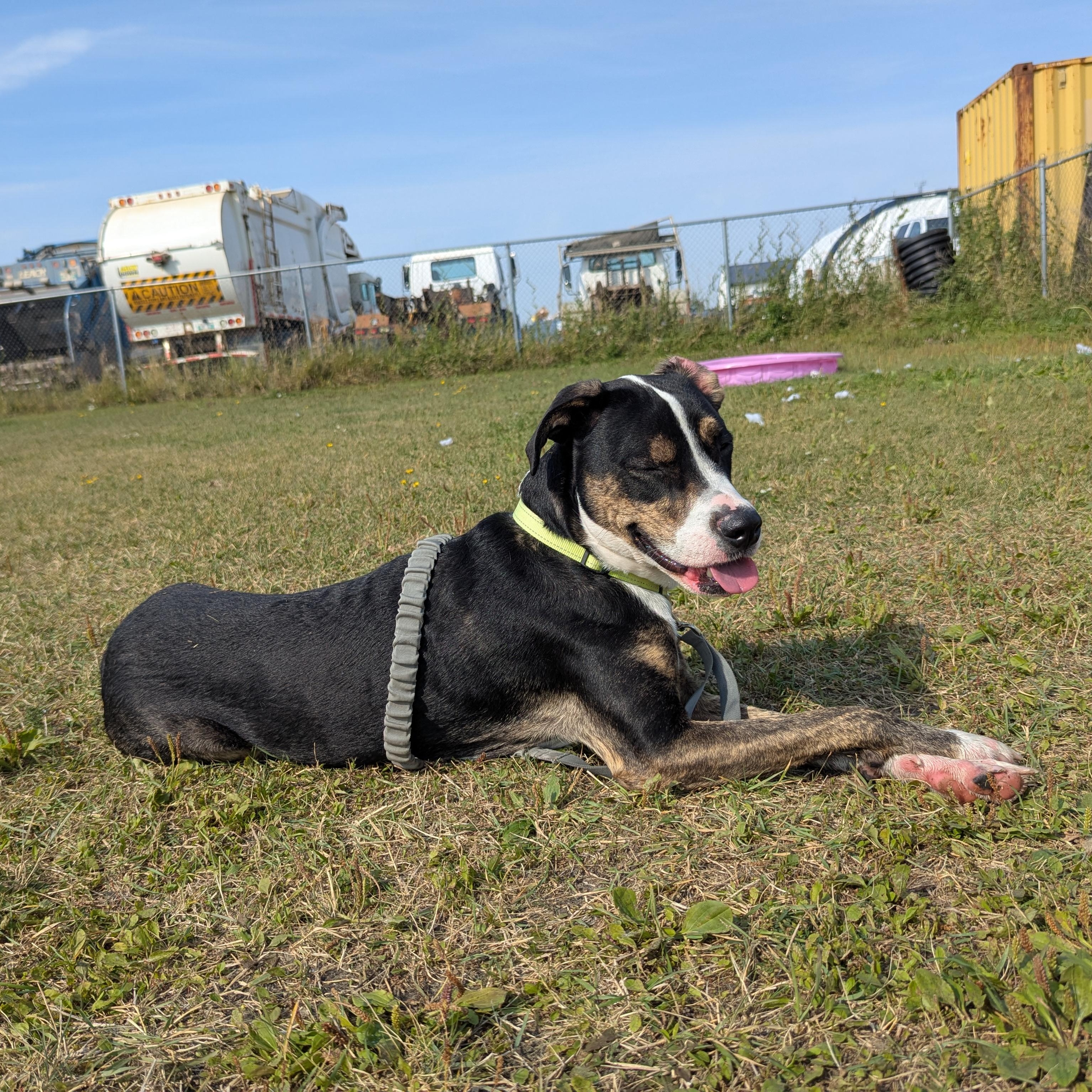 Odin, a Adoptable Mixed Breed in Morden, MB image 4/6
