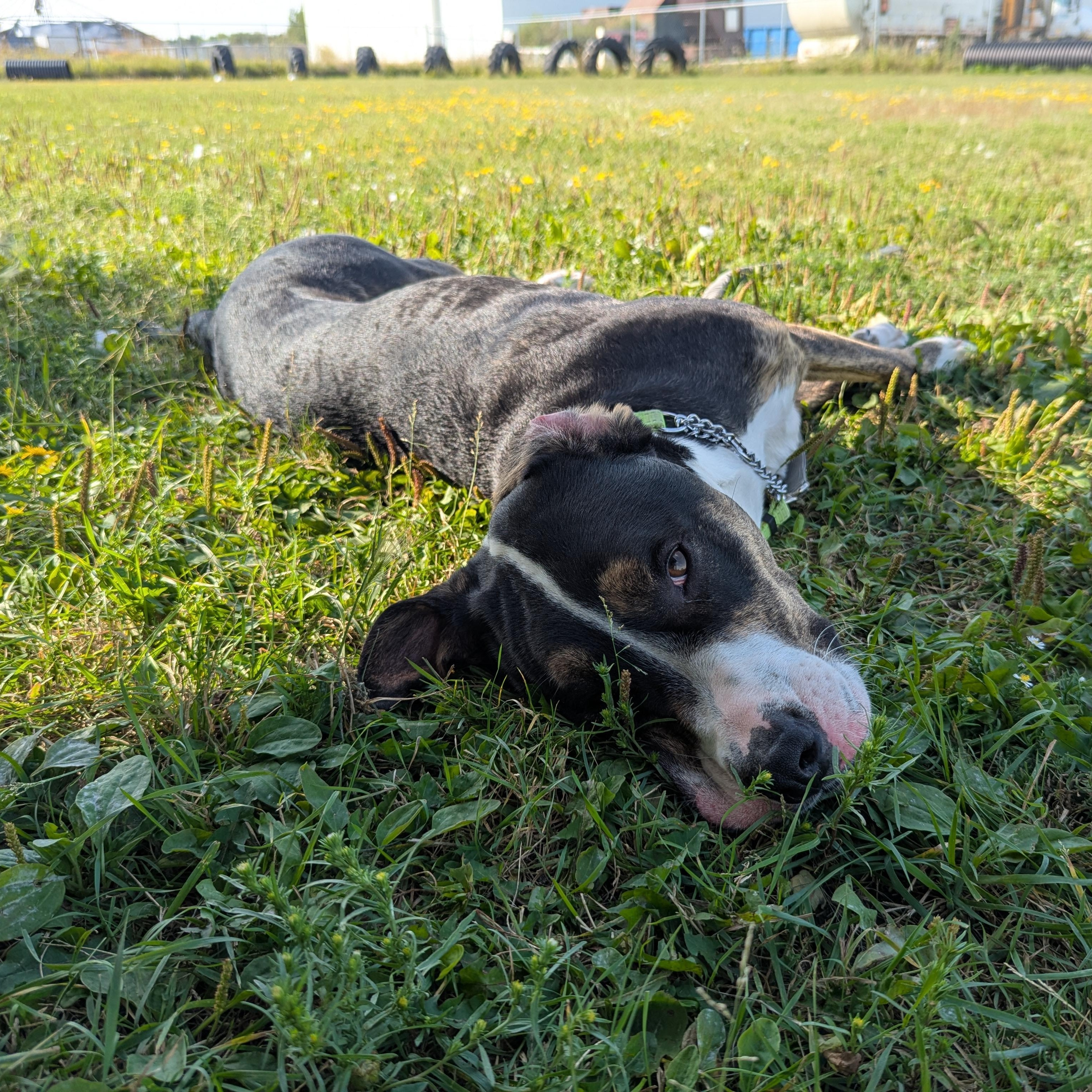 Odin, a Adoptable Mixed Breed in Morden, MB image 5/6