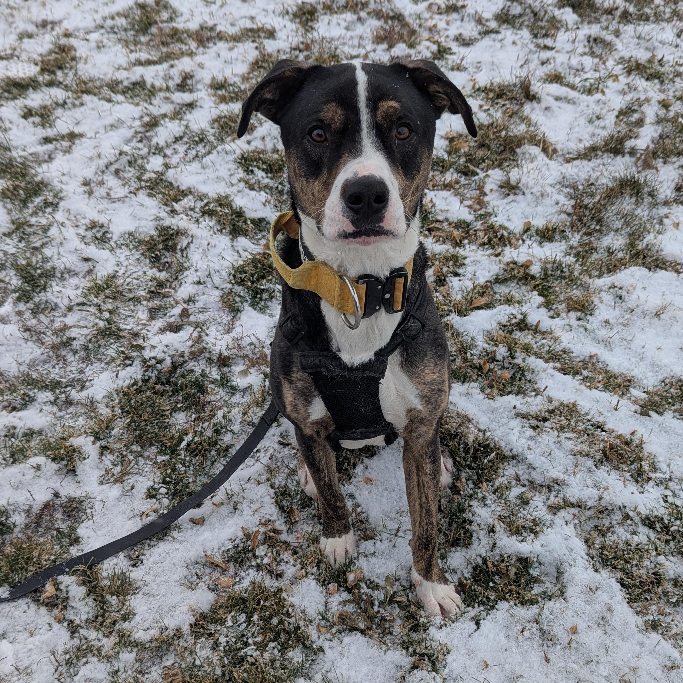 Odin, a Adoptable Mixed Breed in Morden, MB image 2/6