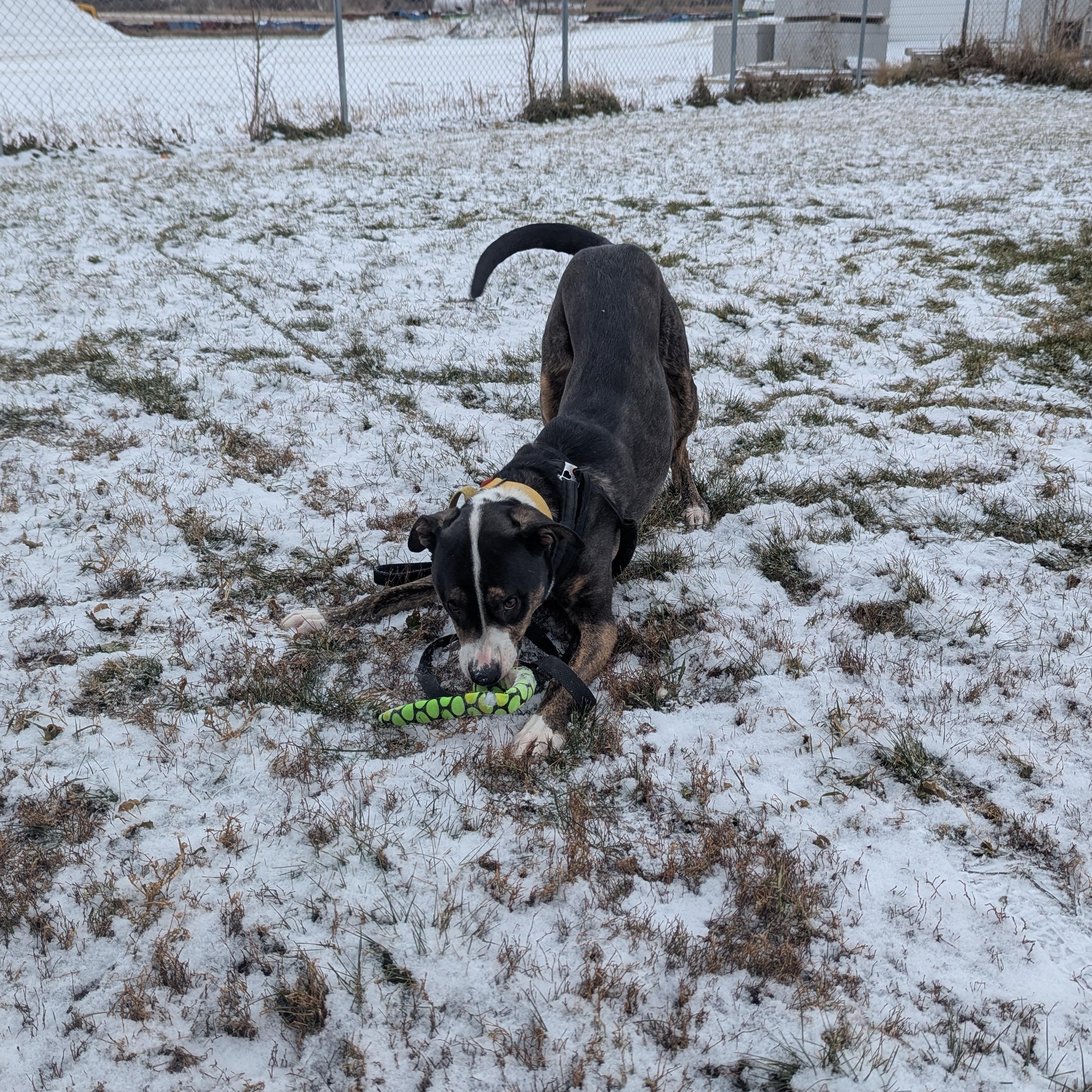 Odin, a Adoptable Mixed Breed in Morden, MB image 1/6
