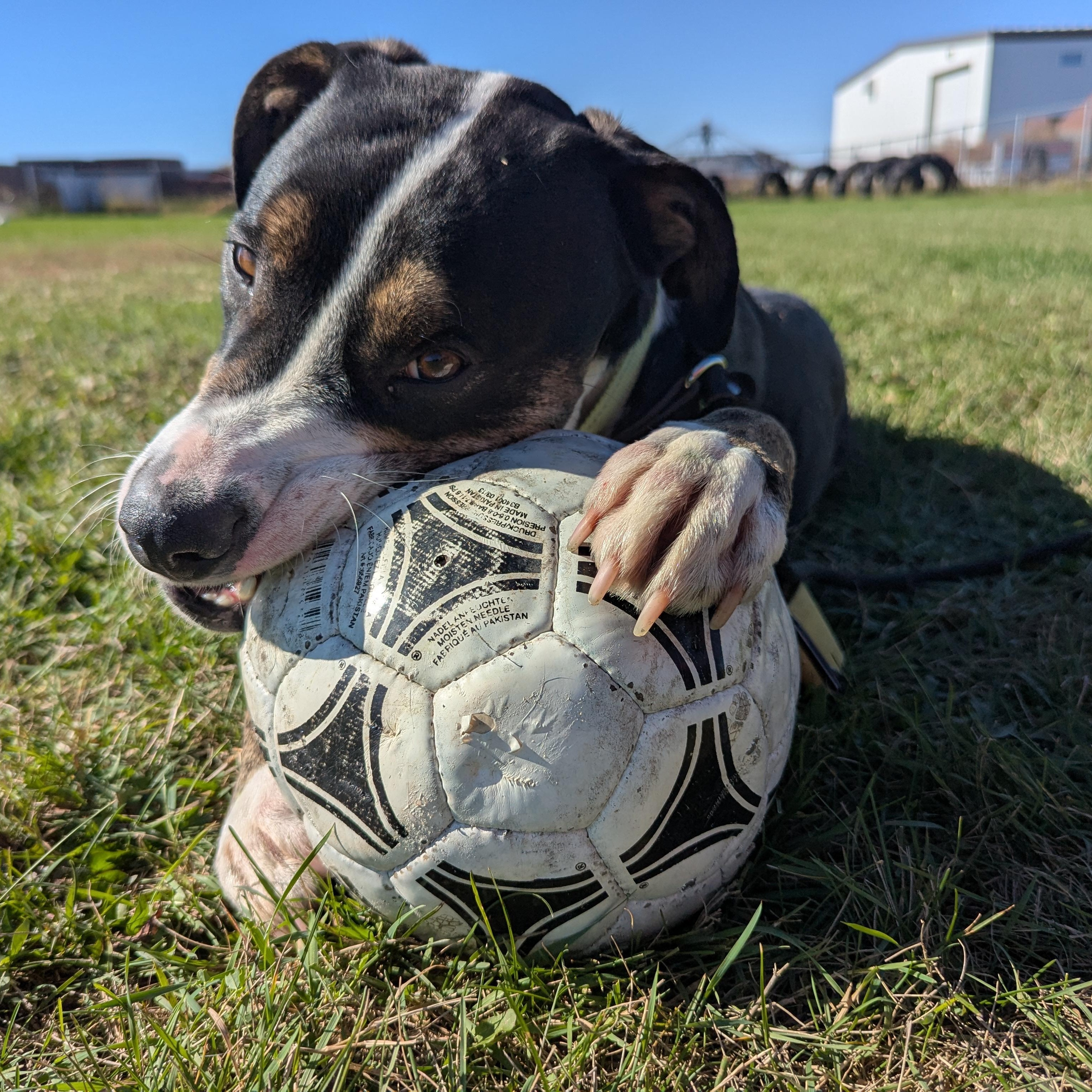Odin, a Adoptable Mixed Breed in Morden, MB image 3/6