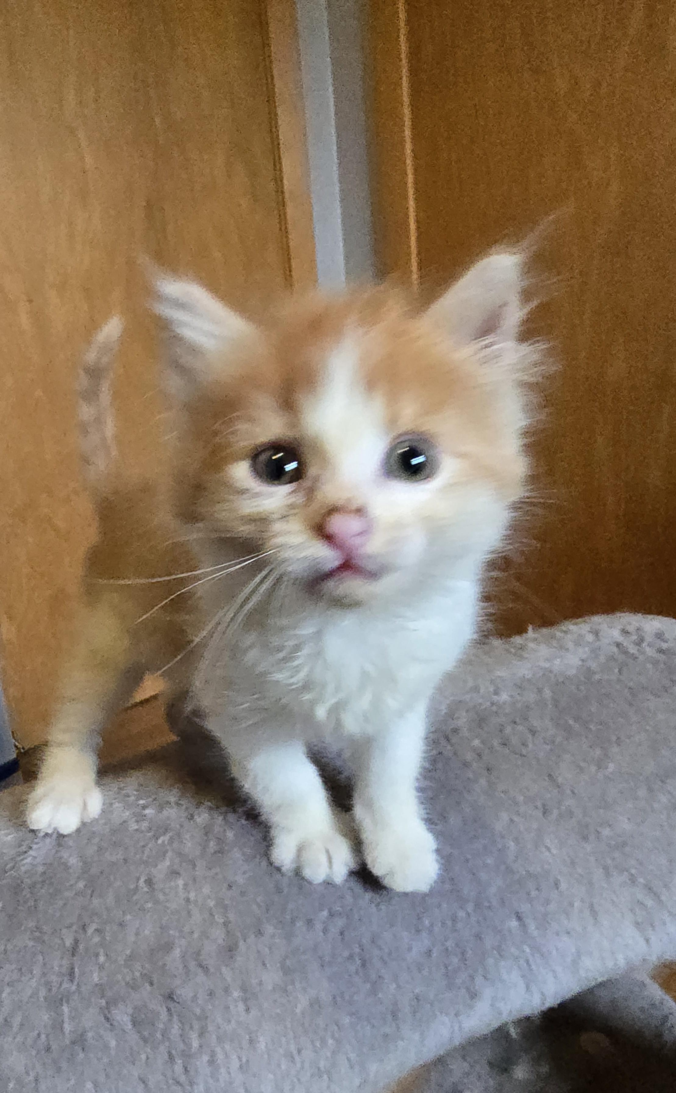 Enlarge Marie, a ADOPTABLE Domestic Medium Hair in Jamestown, ND image 5/6