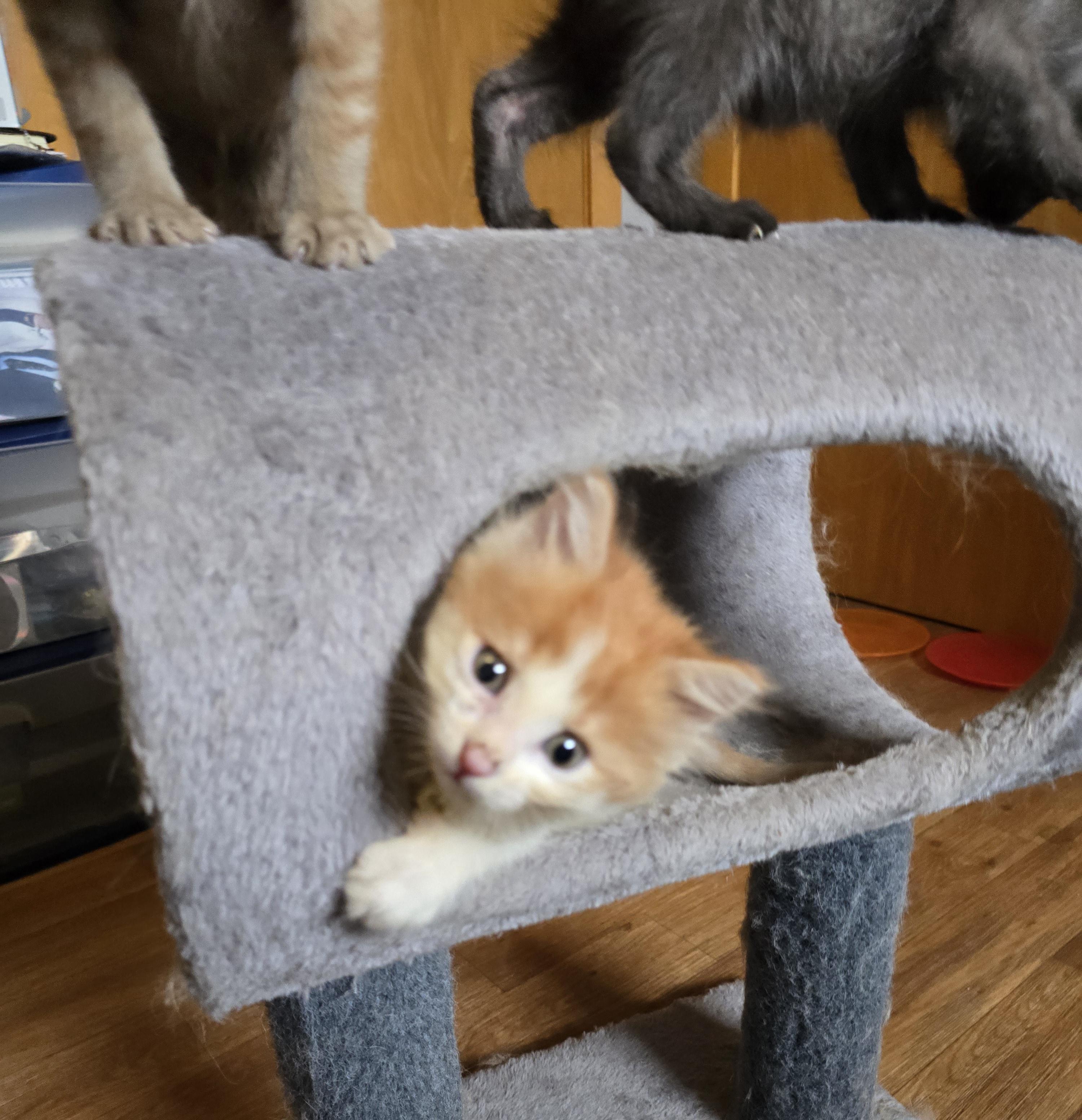 Enlarge Marie, a ADOPTABLE Domestic Medium Hair in Jamestown, ND image 3/6