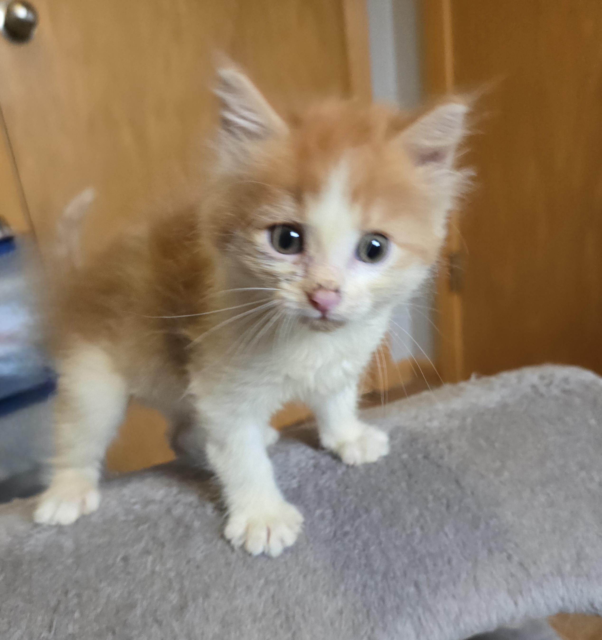 Enlarge Marie, a ADOPTABLE Domestic Medium Hair in Jamestown, ND image 4/6