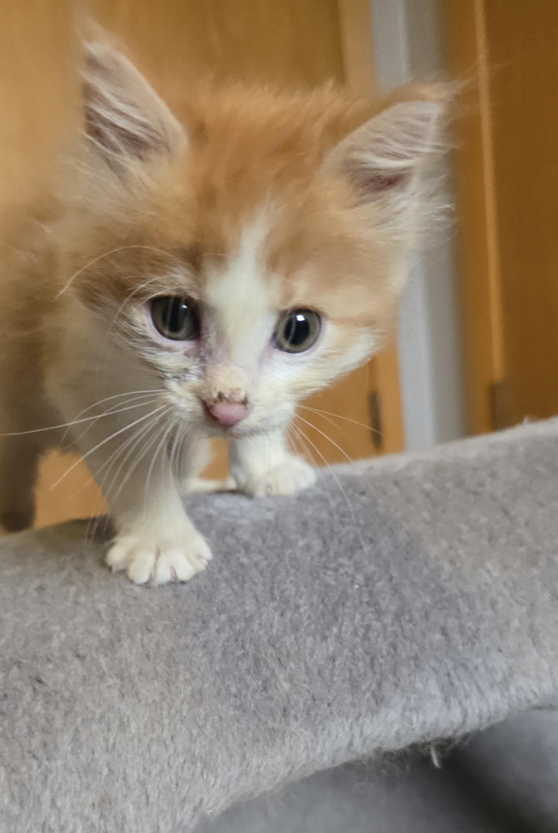 Enlarge Marie, a ADOPTABLE Domestic Medium Hair in Jamestown, ND image 6/6