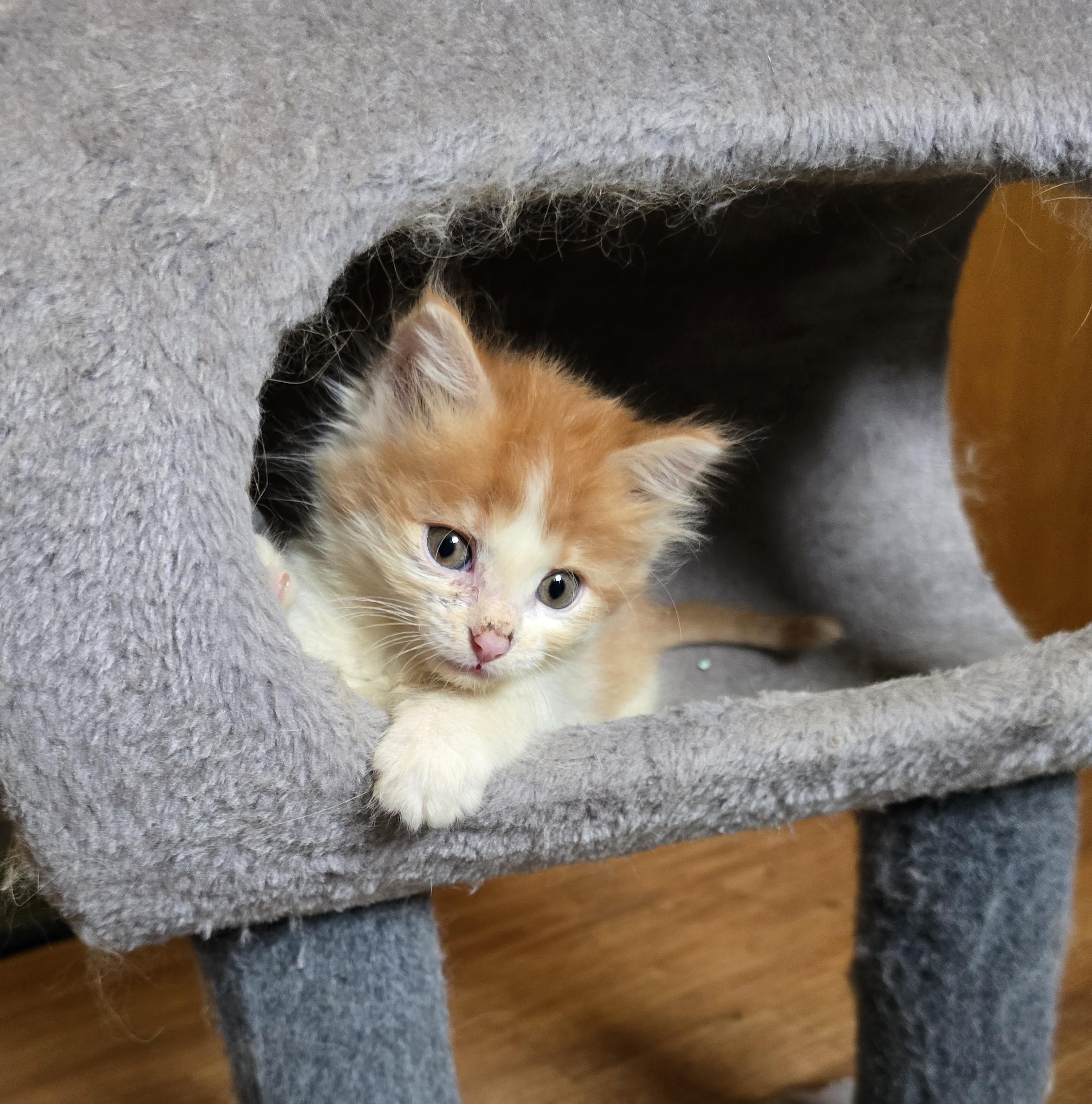 Enlarge Marie, a ADOPTABLE Domestic Medium Hair in Jamestown, ND image 2/6