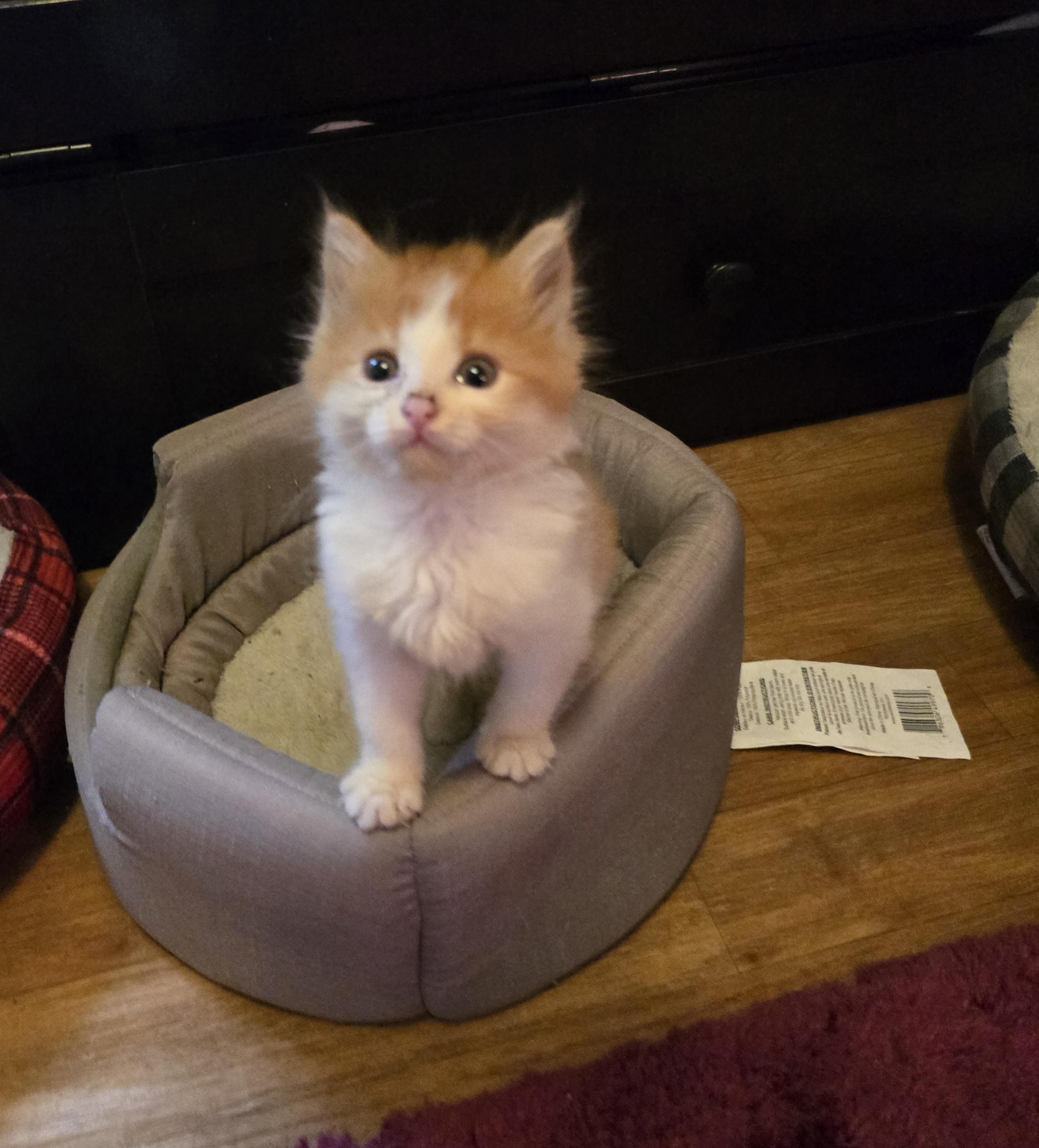 Marie, ADOPTABLE, Kitten Female Domestic Medium Hair.
