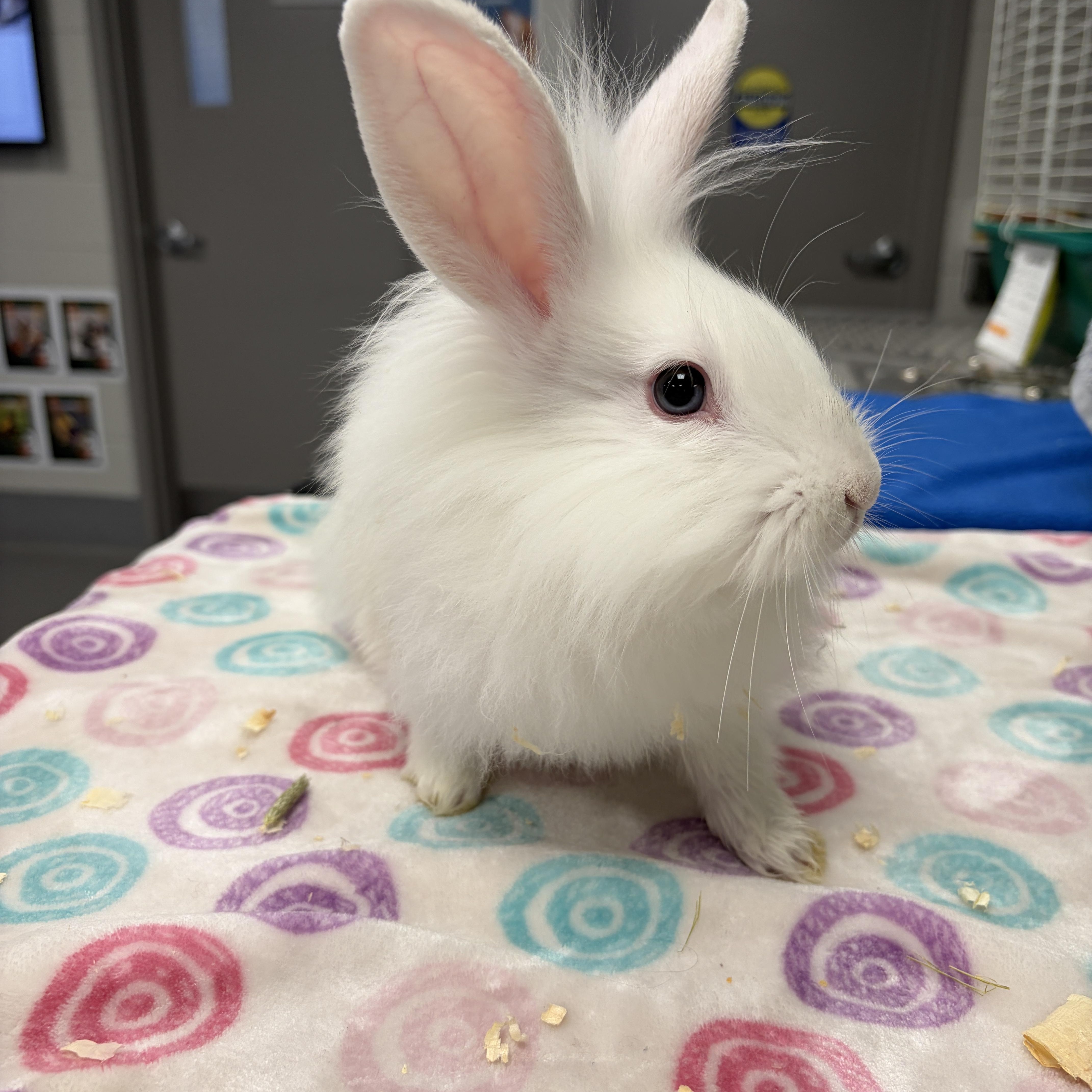 Enlarge Bunzilla, a Adoptable Bunny Rabbit in Mississauga, ON image 2/2