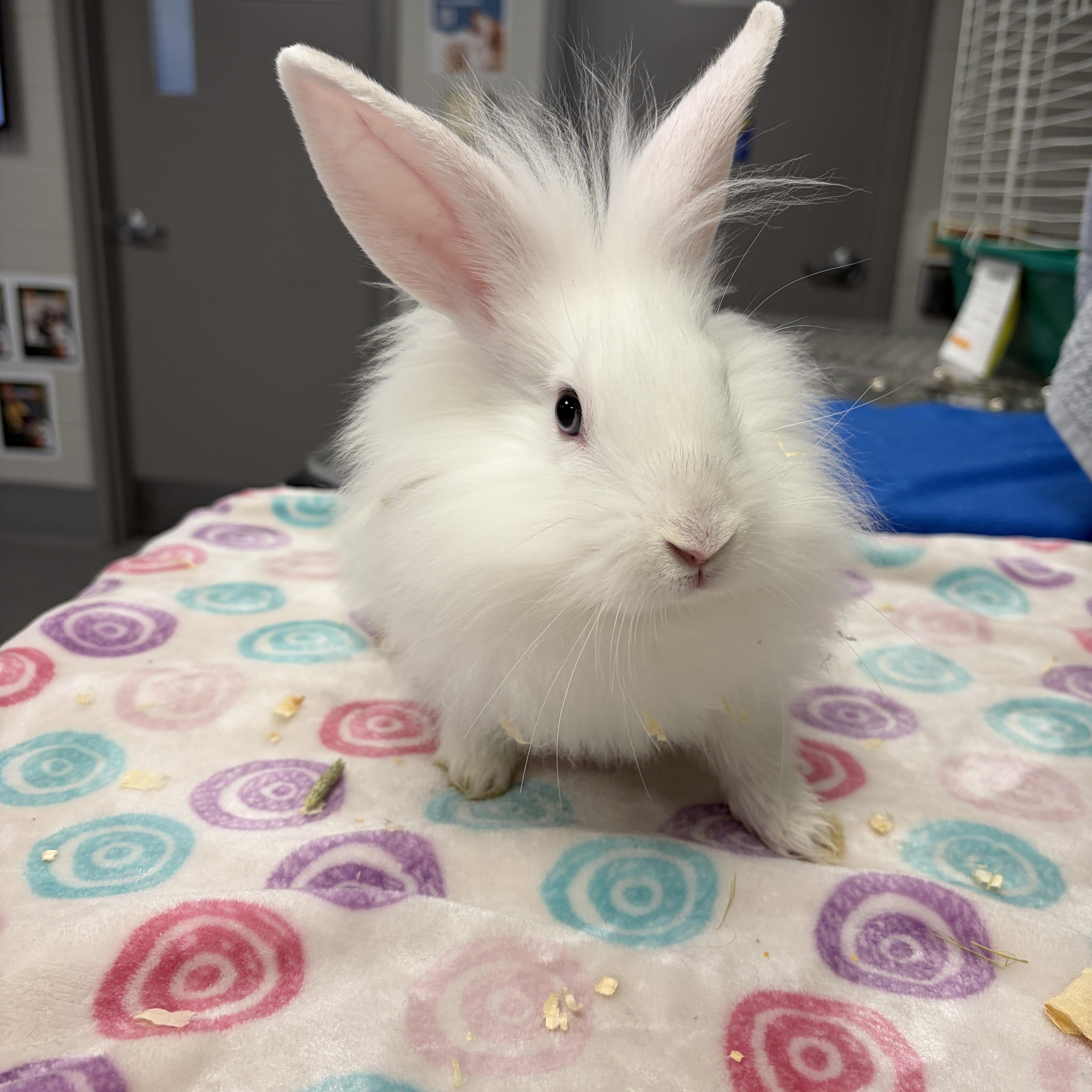 Bunzilla, Adoptable, Baby Male Bunny Rabbit.