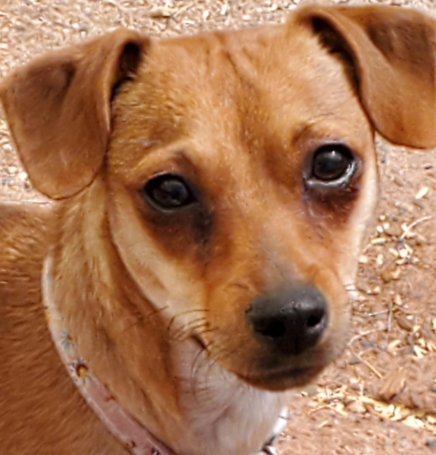 Enlarge Dodie, an adoptable mixed breed in Tucson, AZ image 1/2