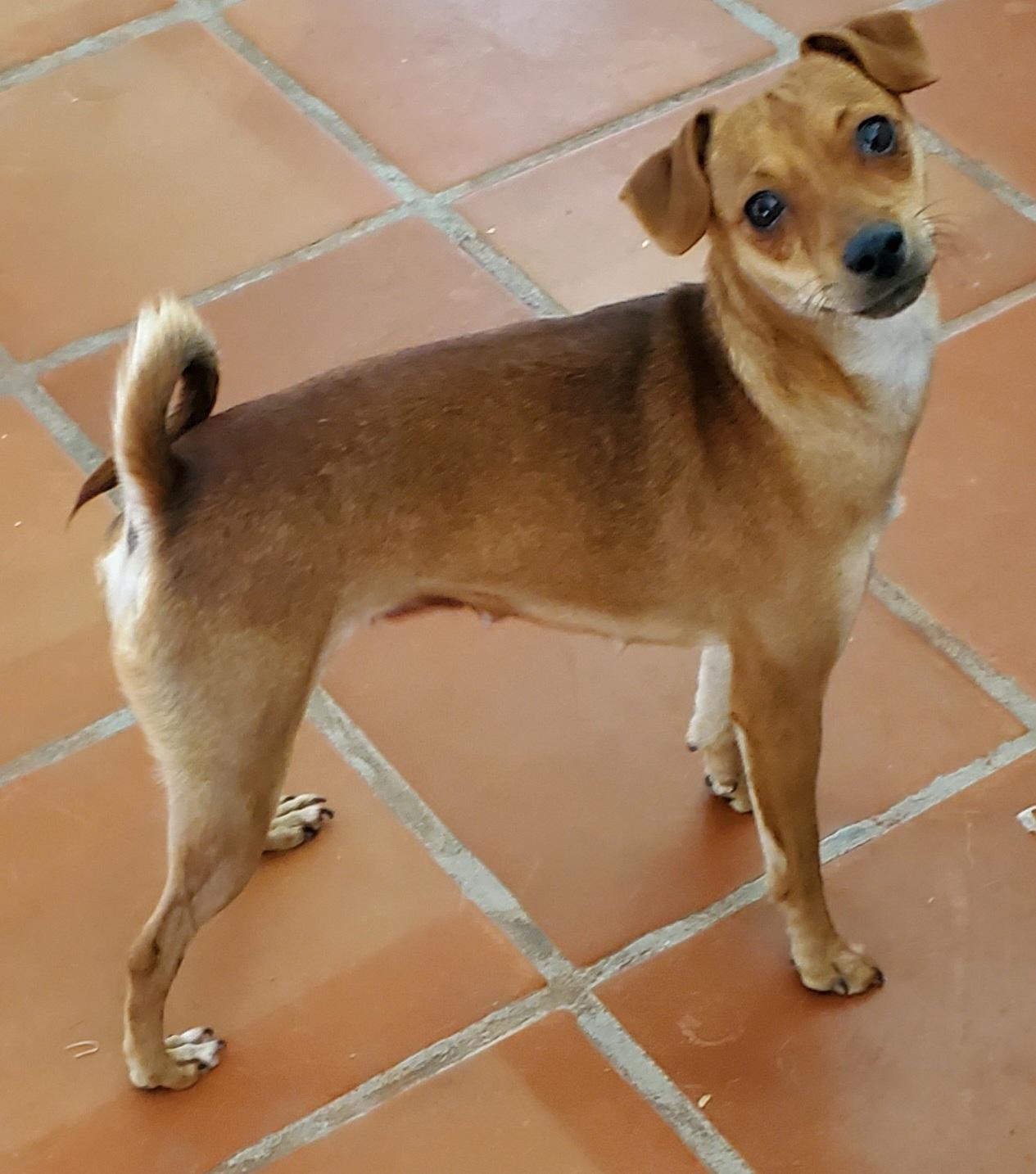 Enlarge Dodie, an adoptable mixed breed in Tucson, AZ image 2/2