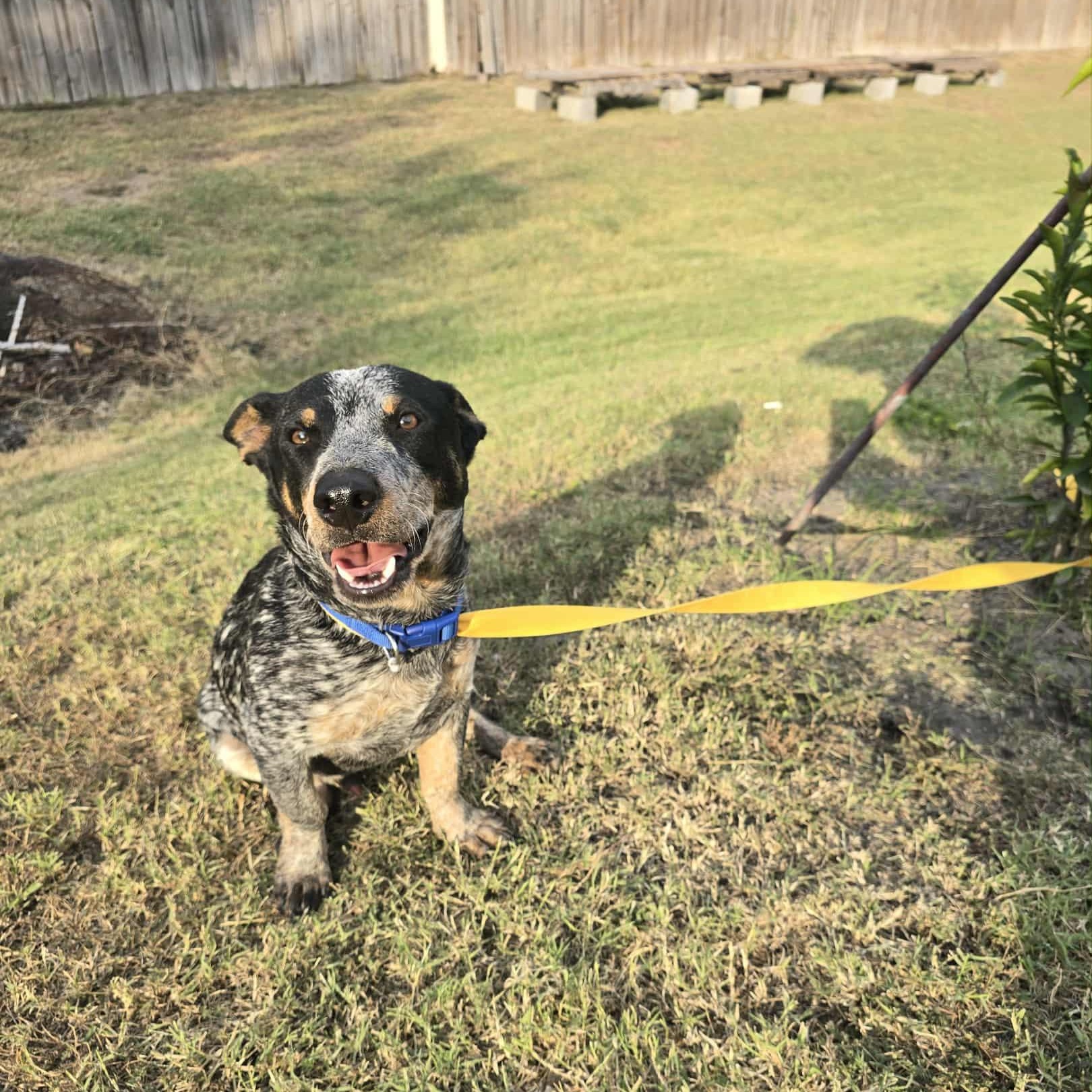 Jack, a Adoptable mixed breed in Guilford, CT image 5/6