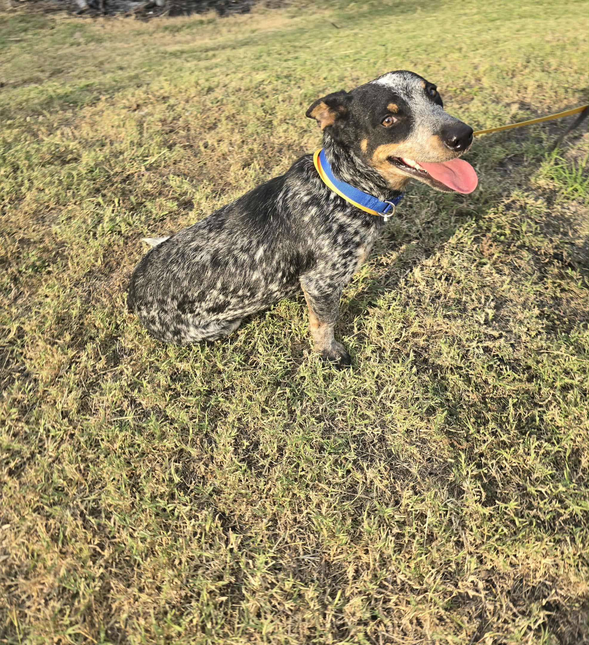 Jack, a Adoptable mixed breed in Guilford, CT image 6/6