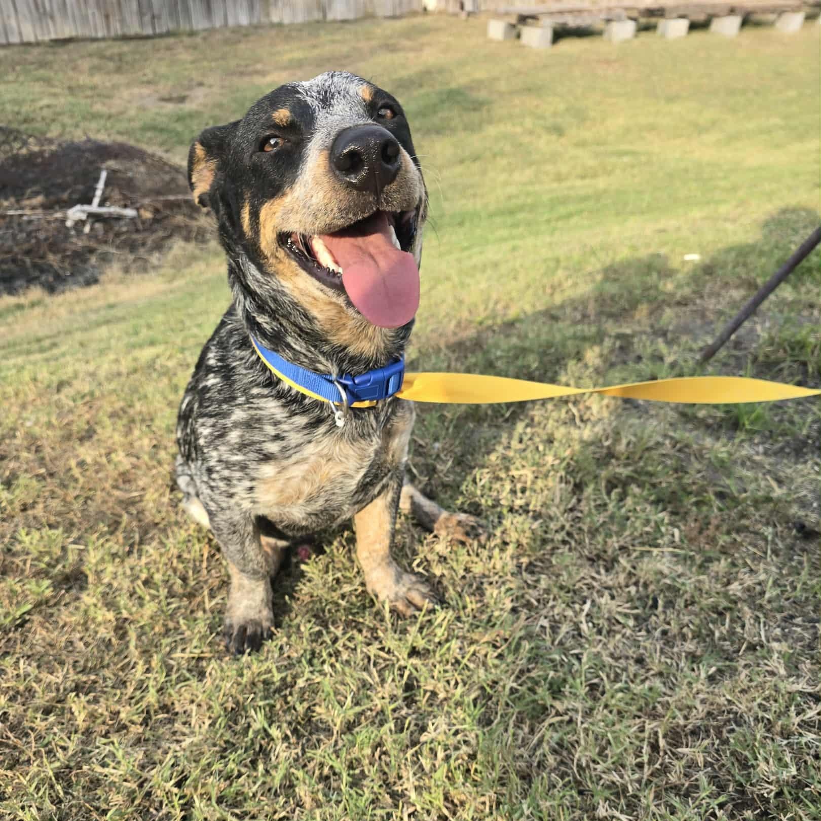 Jack, Adoptable, Adult Male Dachshund & Australian Cattle Dog / Blue Heeler.