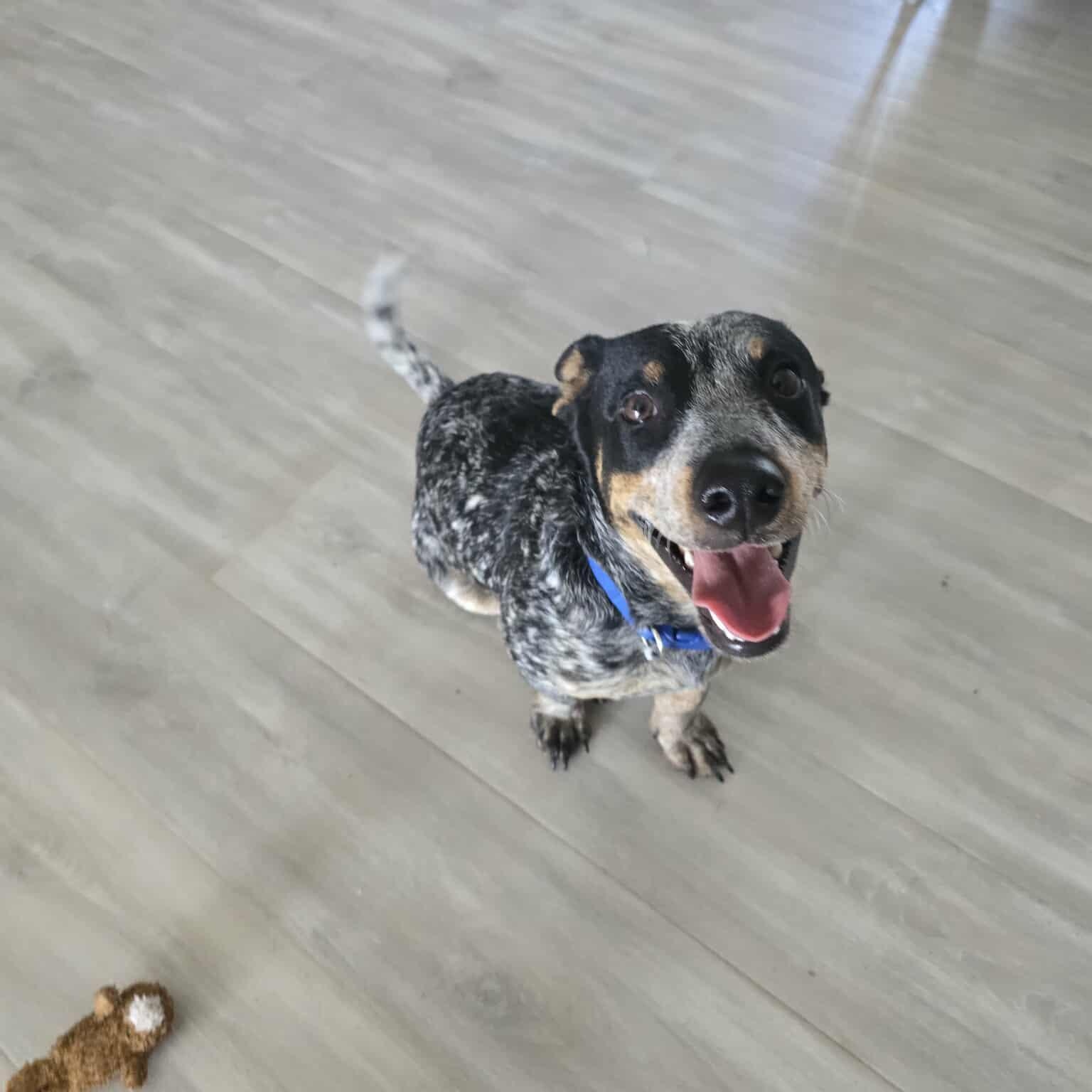 Jack, a Adoptable mixed breed in Guilford, CT image 4/6