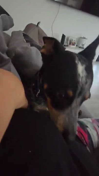 Enlarge Jack, a Adoptable mixed breed in Guilford, CT video 3/6