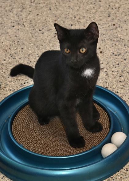 Princess Donut, Adoptable, Young Female Domestic Short Hair & Domestic Short Hair.