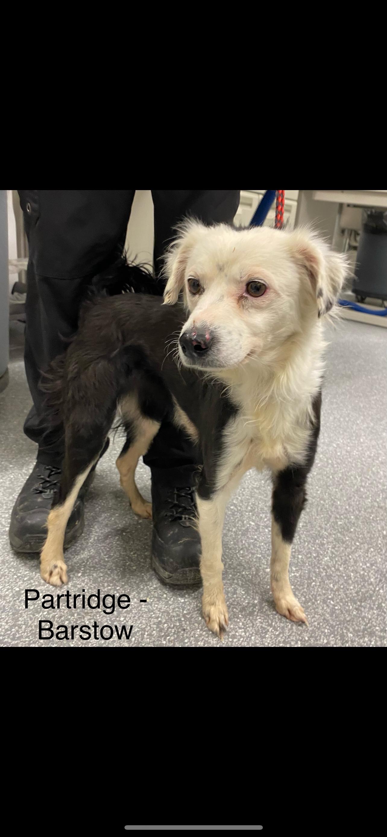 Partridge, an adoptable mixed breed in Las Vegas, NV image 1/2