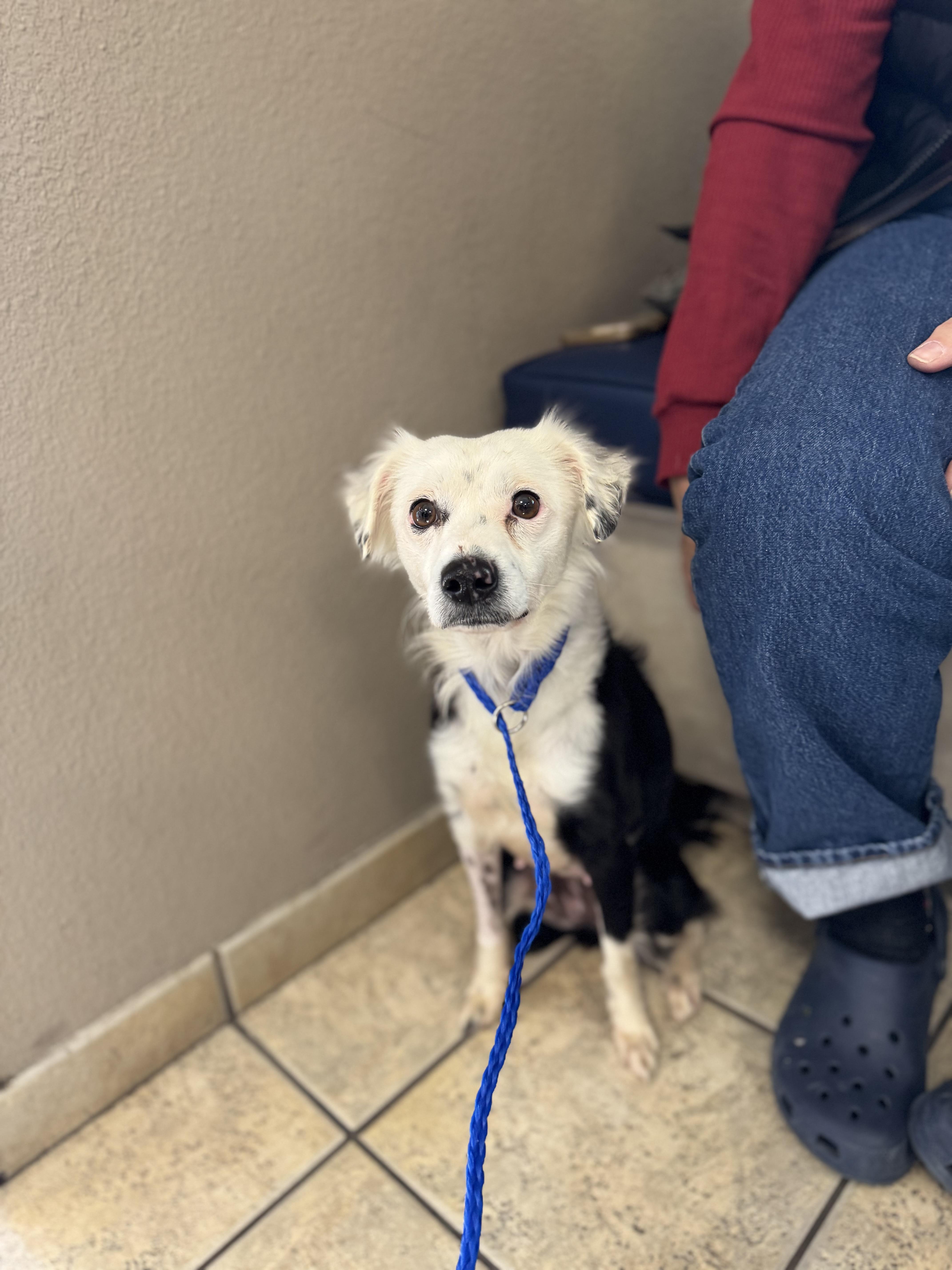 Partridge, an adoptable mixed breed in Las Vegas, NV image 2/2