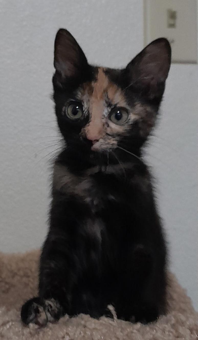 Ember, Adoptable, Kitten Female Tortoiseshell.