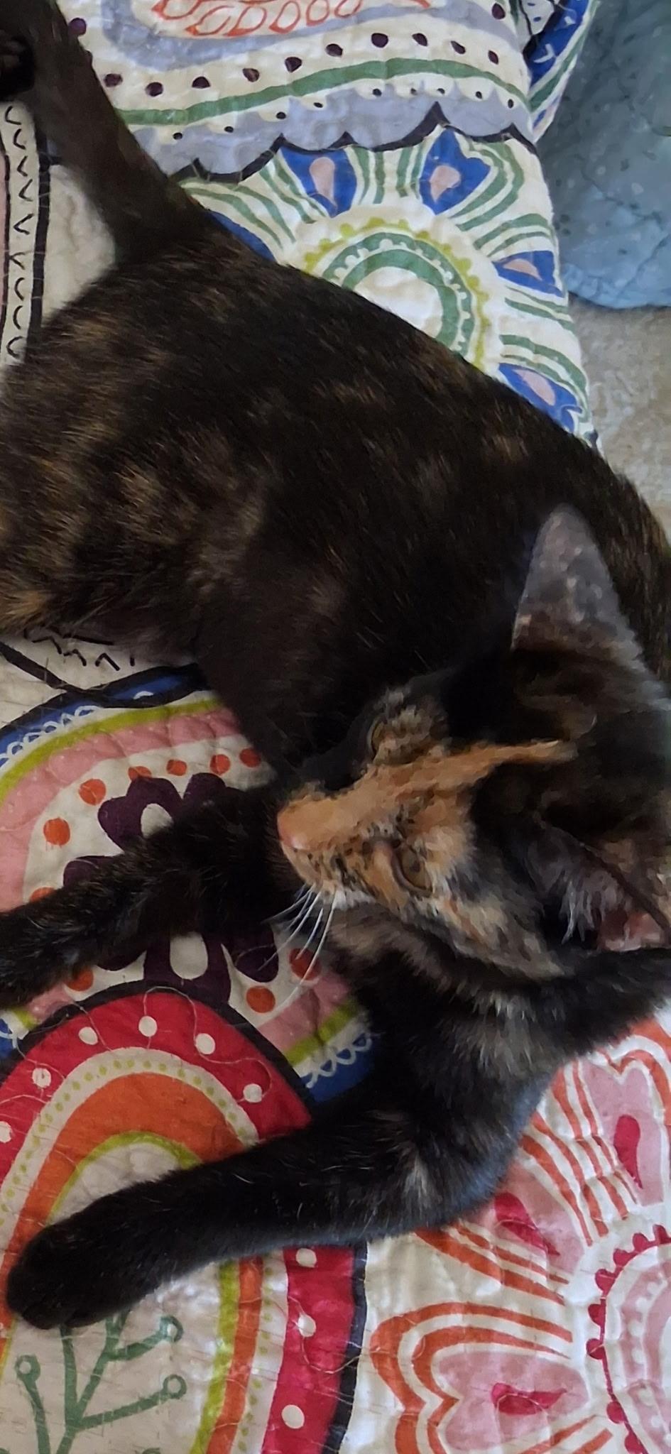 Enlarge Ember, a Adoptable mixed breed in Atwater, CA image 5/5