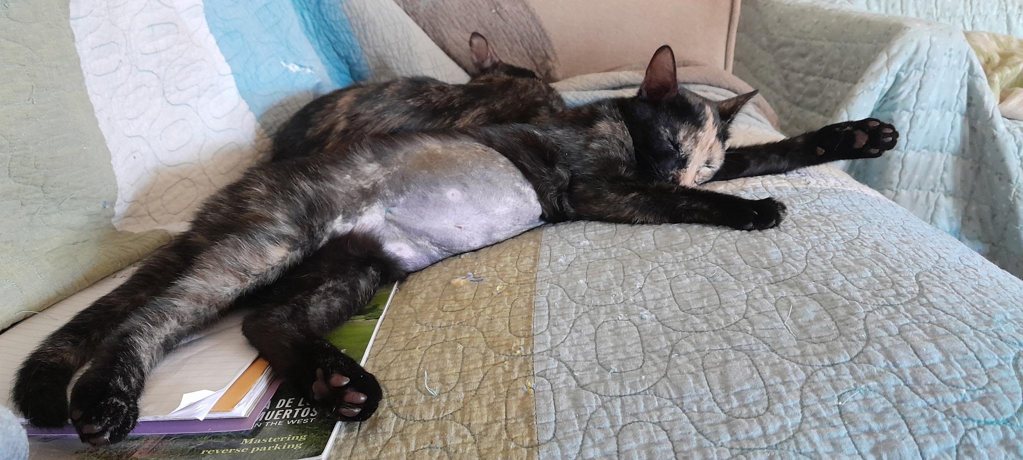 Enlarge Ember, a Adoptable mixed breed in Atwater, CA image 3/5